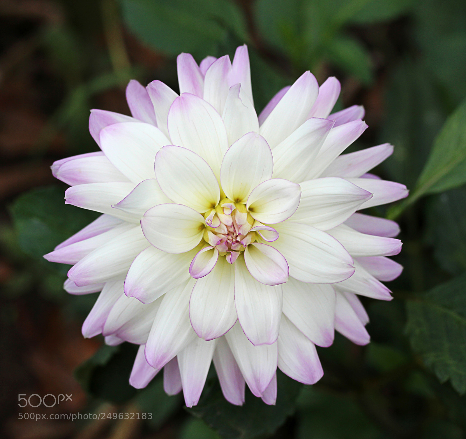 Canon EOS 650D (EOS Rebel T4i / EOS Kiss X6i) sample photo. Dahlia 4 photography