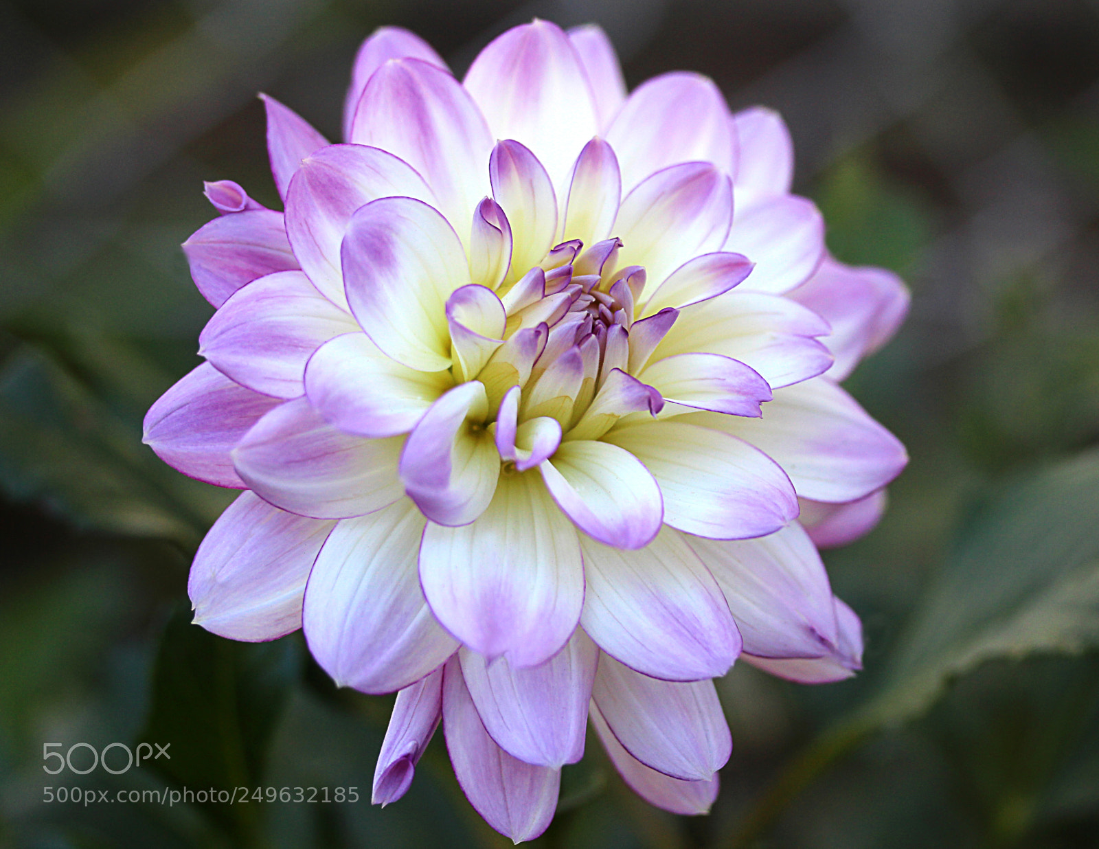 Canon EOS 650D (EOS Rebel T4i / EOS Kiss X6i) sample photo. Dahlia 5 photography