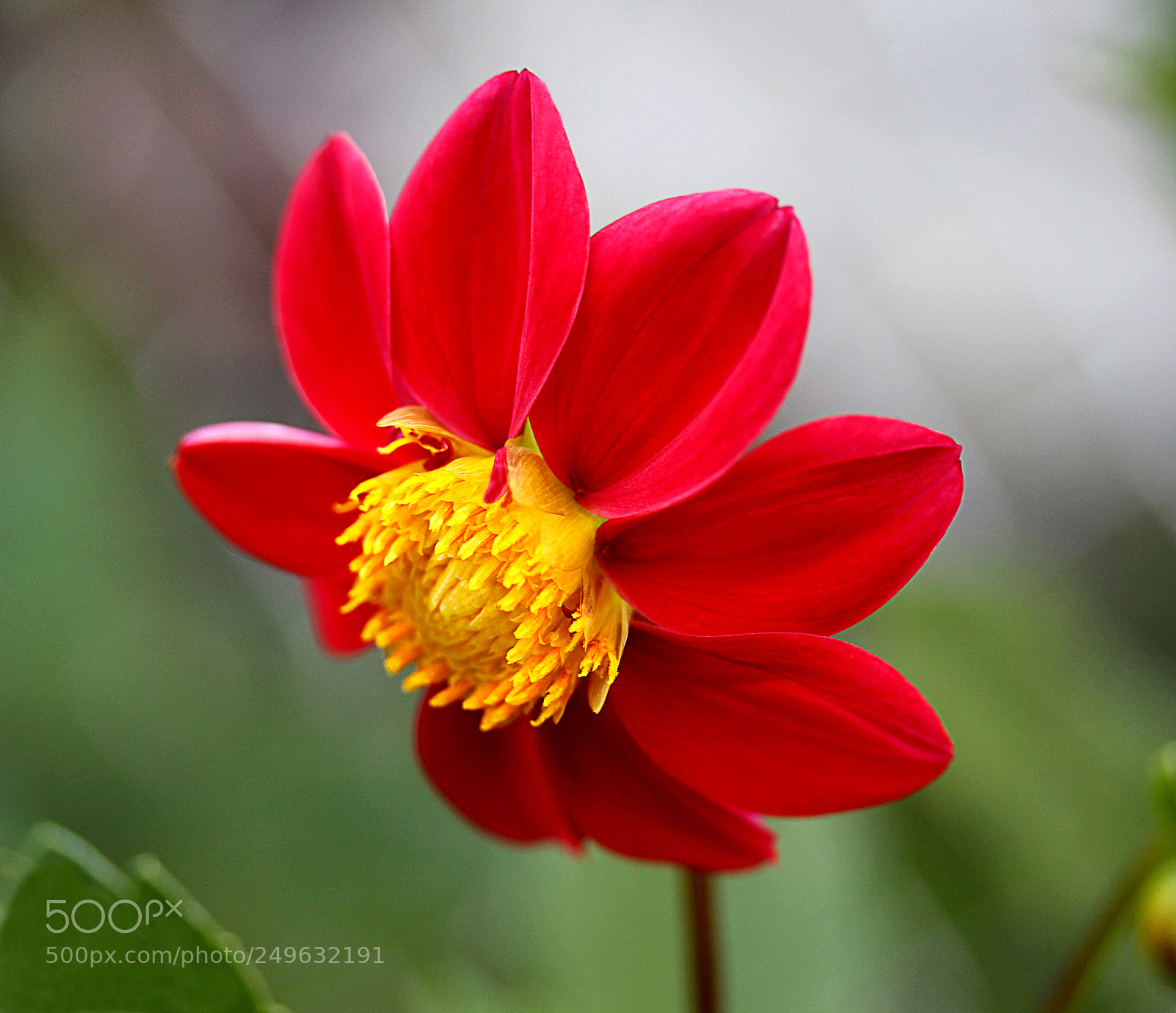 Canon EOS 650D (EOS Rebel T4i / EOS Kiss X6i) sample photo. Dahlia 7 photography