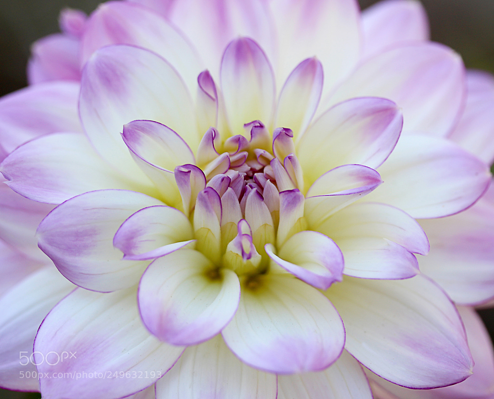 Canon EOS 650D (EOS Rebel T4i / EOS Kiss X6i) sample photo. Dahlia 6 photography