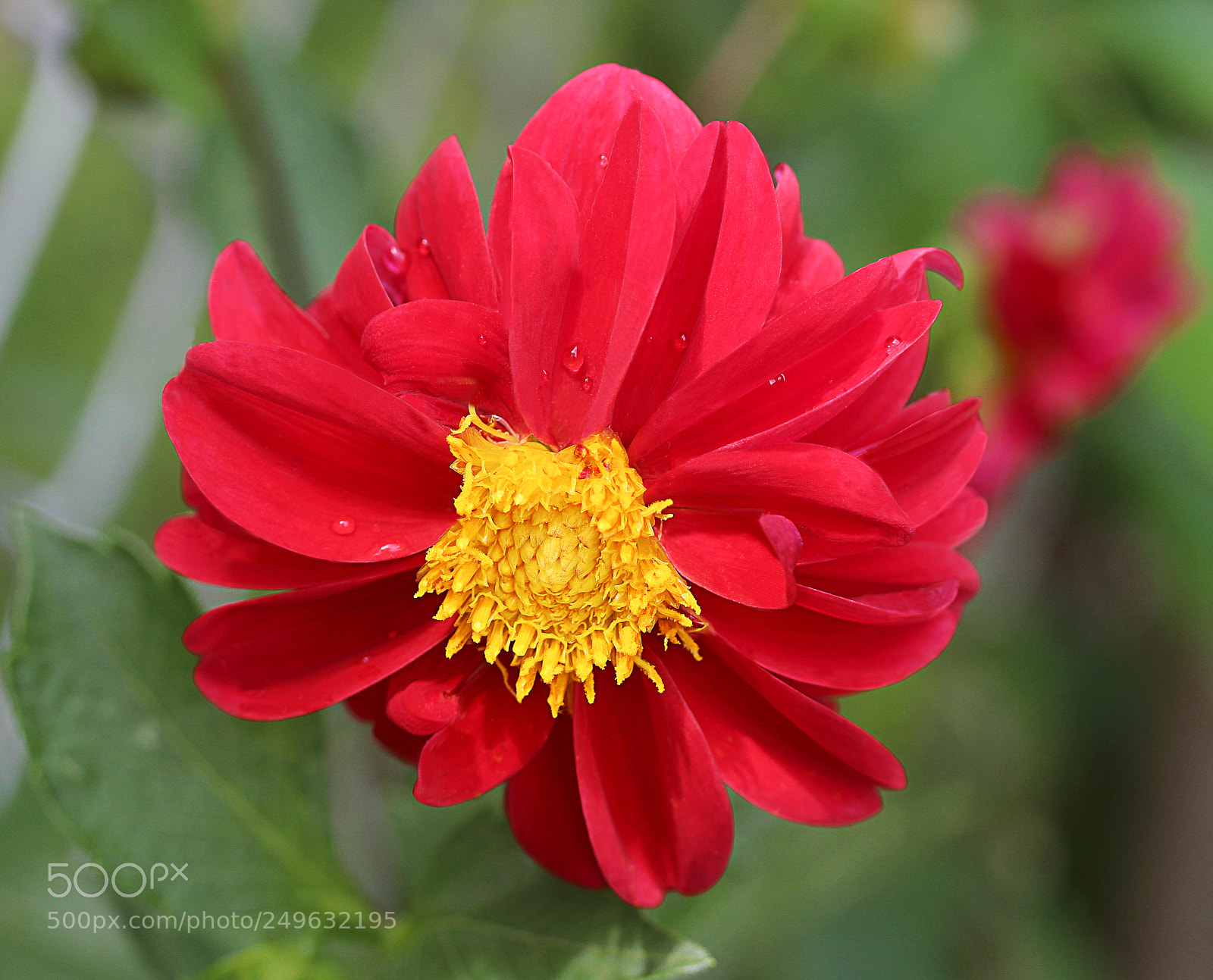 Canon EOS 650D (EOS Rebel T4i / EOS Kiss X6i) sample photo. Dahlia 8 photography