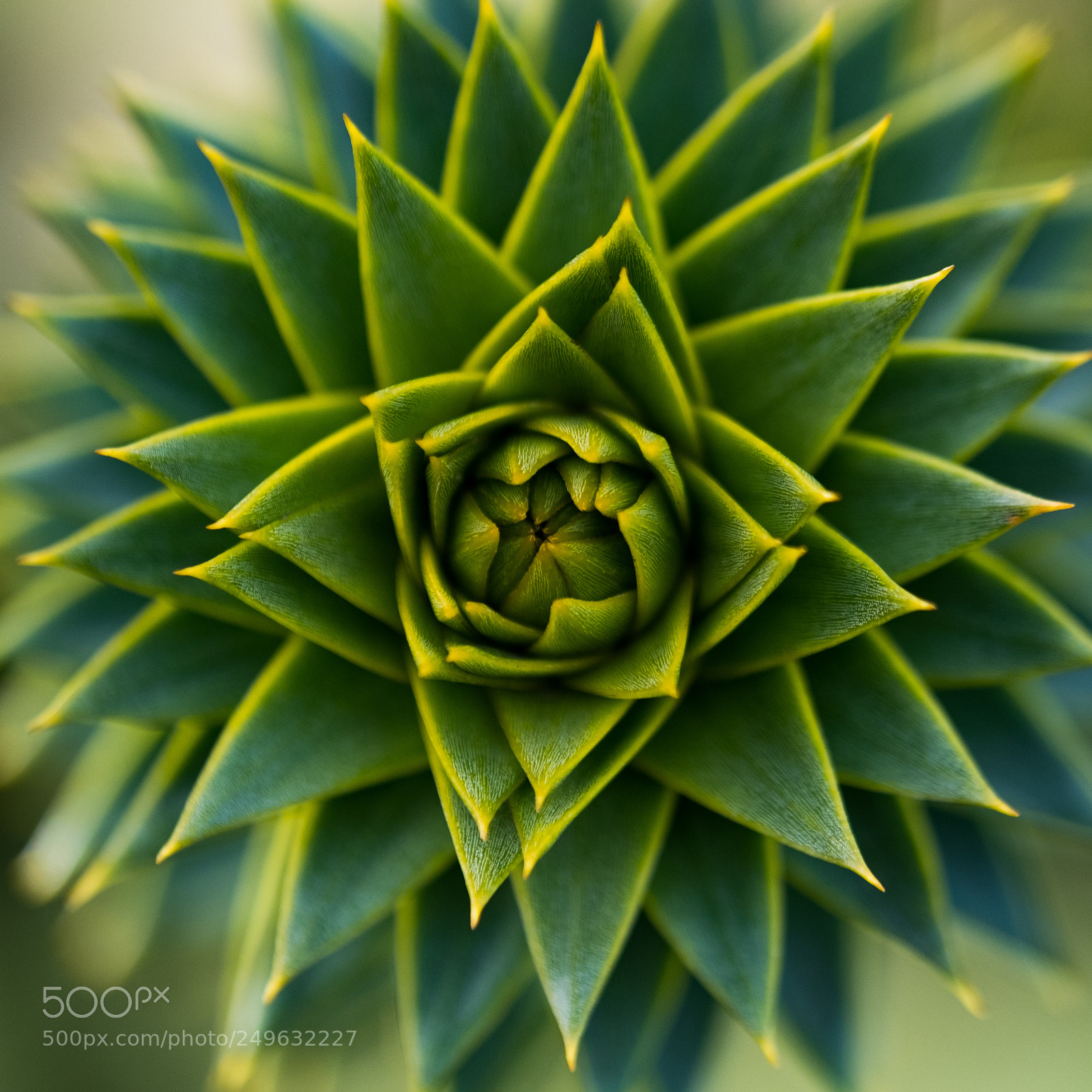 Fujifilm X-T20 sample photo. Monkey tree macro photography