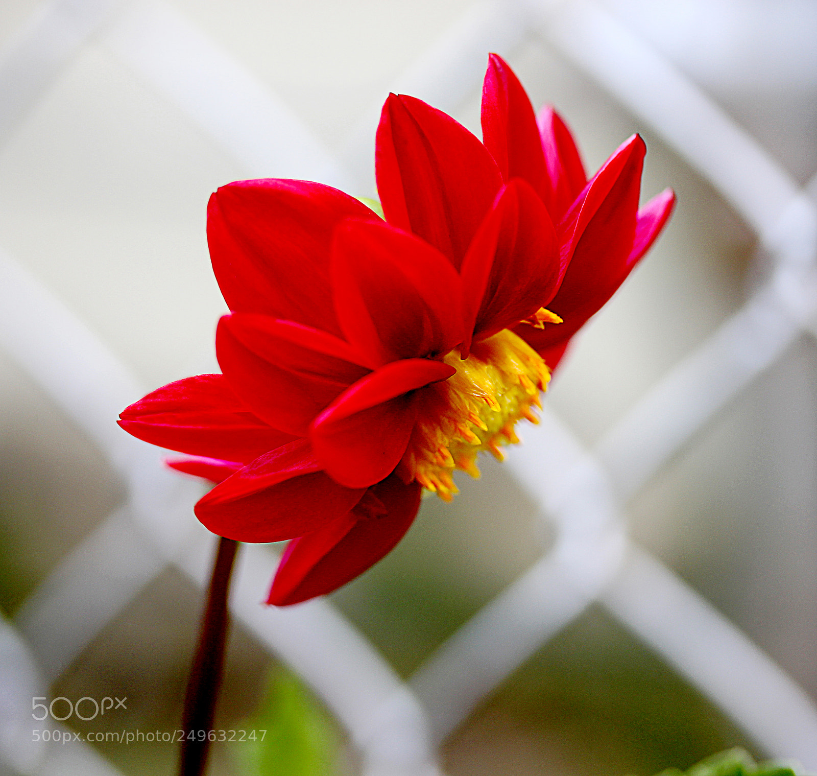 Canon EOS 650D (EOS Rebel T4i / EOS Kiss X6i) sample photo. Dahlia 9 photography