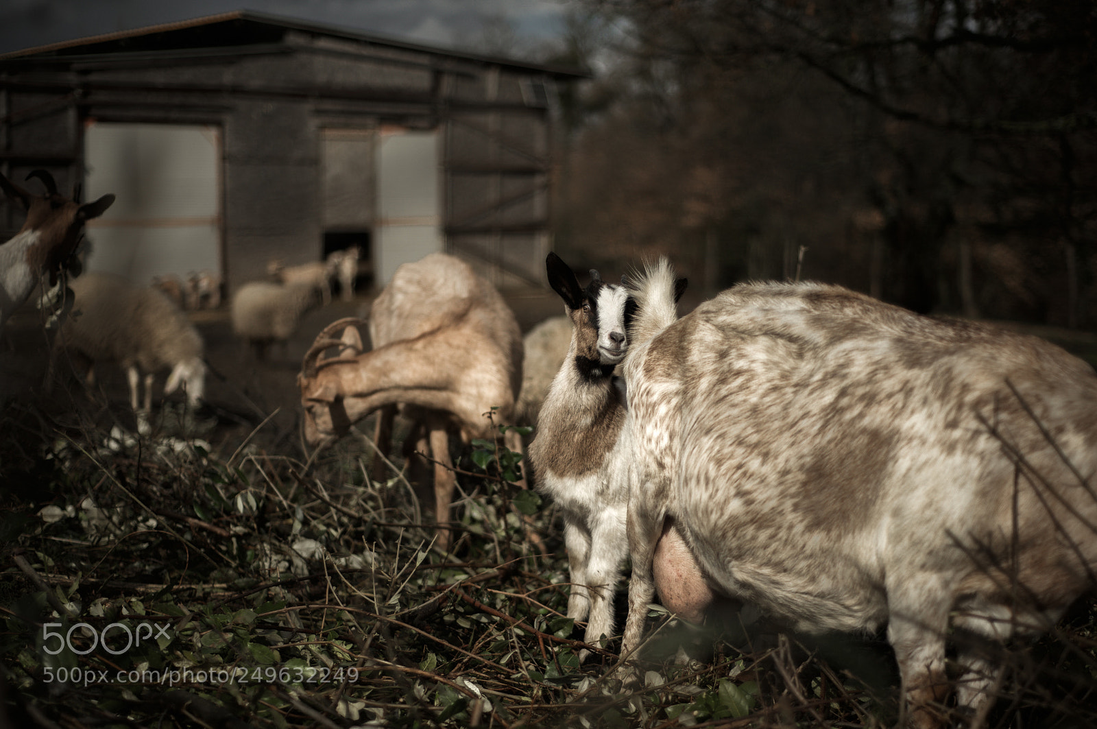 Nikon D610 sample photo. A small one... photography