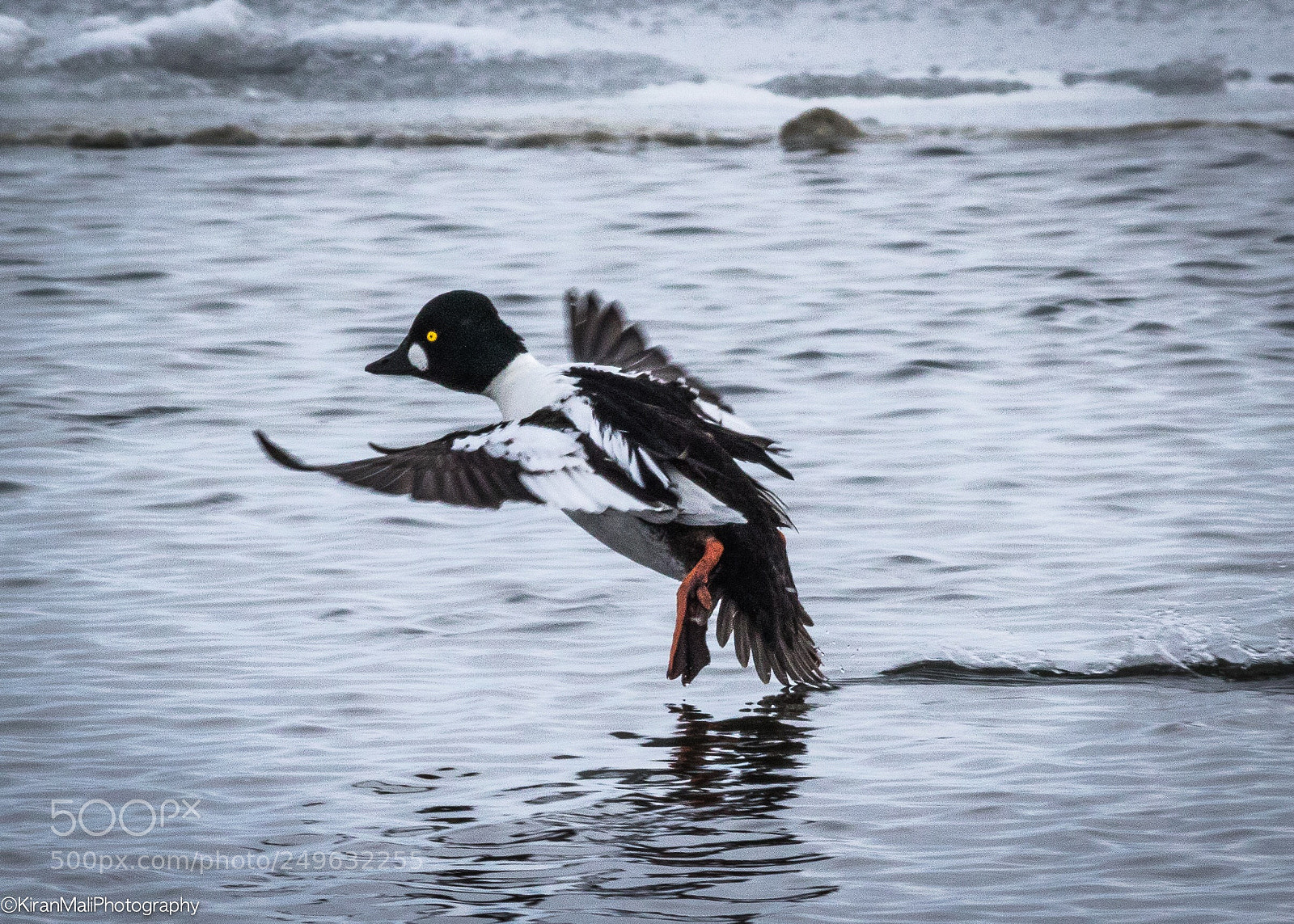 Canon EOS 7D Mark II sample photo. Goldeneye landing photography