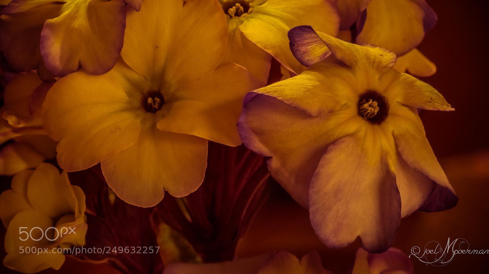 Sony SLT-A57 sample photo. Floral color ! photography