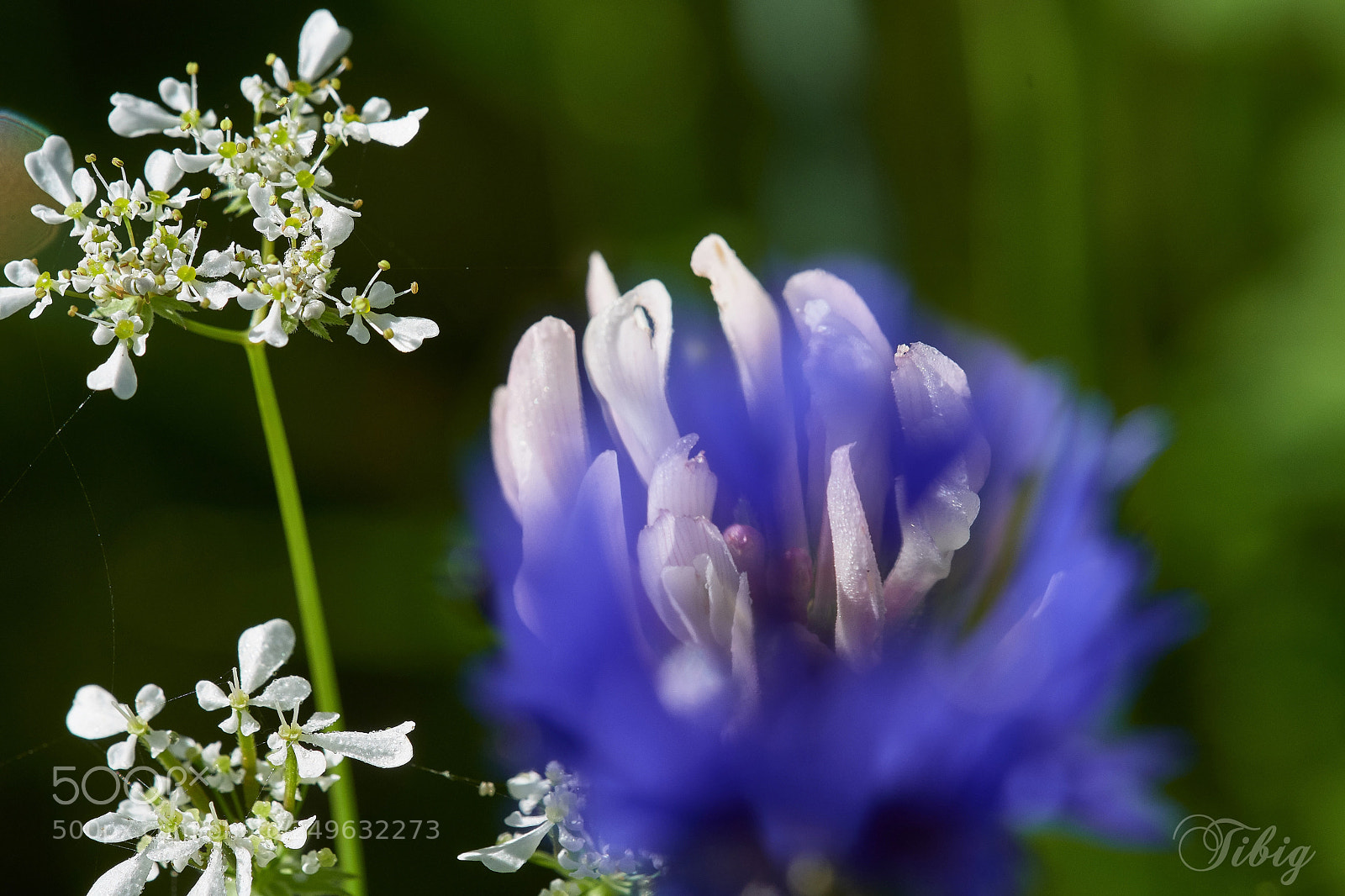 Nikon D500 sample photo. The hidden clover photography