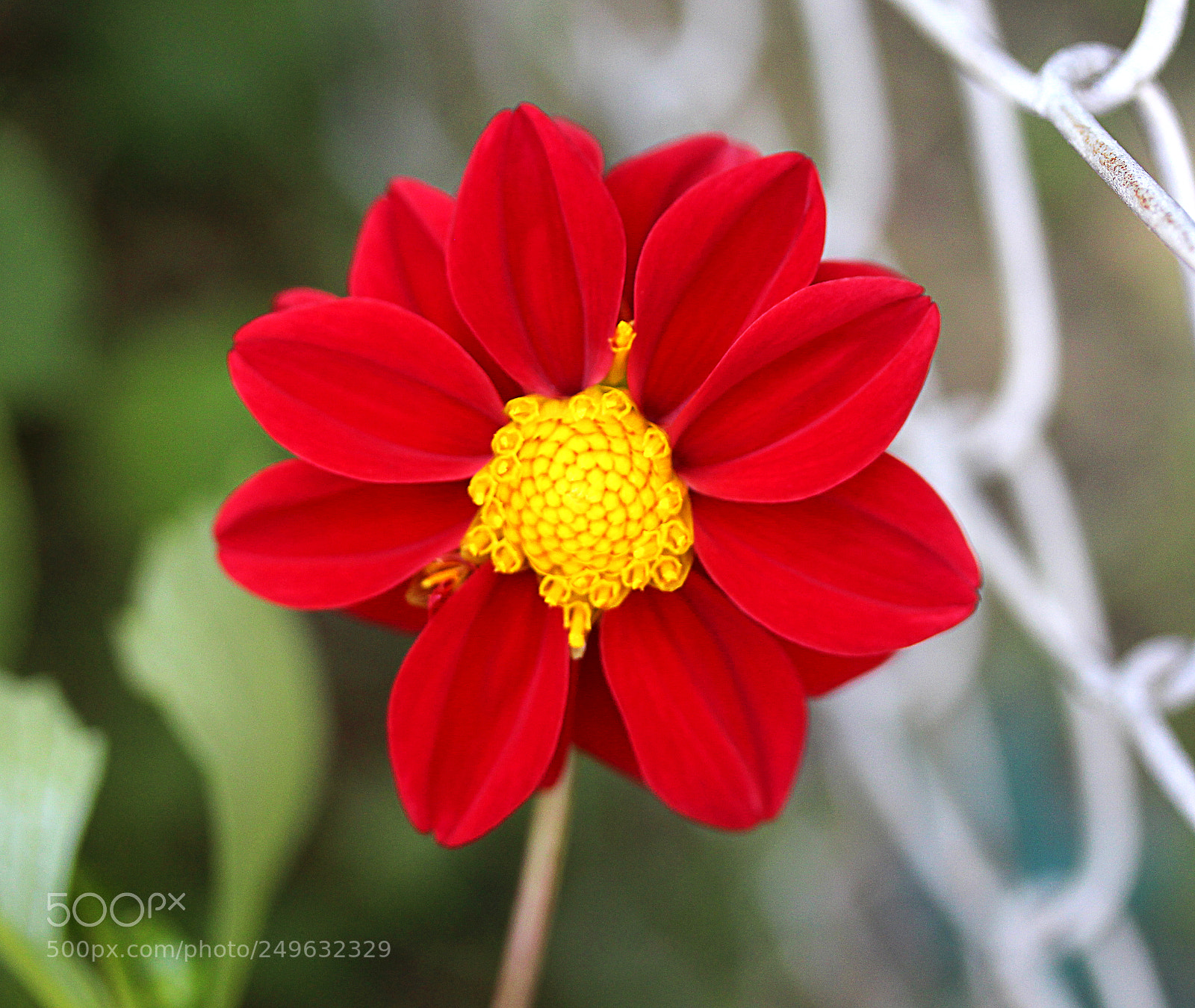 Canon EOS 650D (EOS Rebel T4i / EOS Kiss X6i) sample photo. Dahlia 11 photography