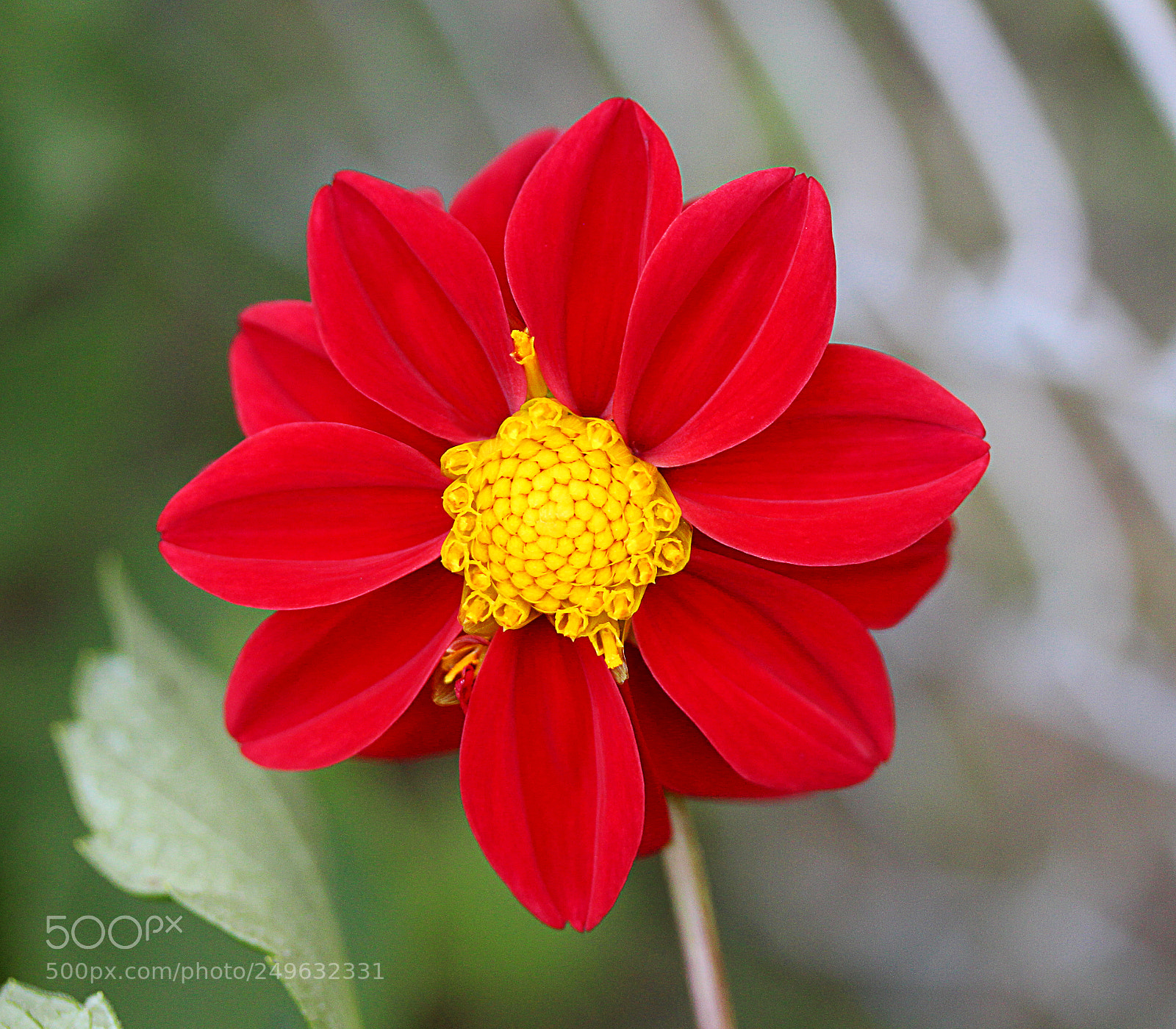 Canon EOS 650D (EOS Rebel T4i / EOS Kiss X6i) sample photo. Dahlia 10 photography