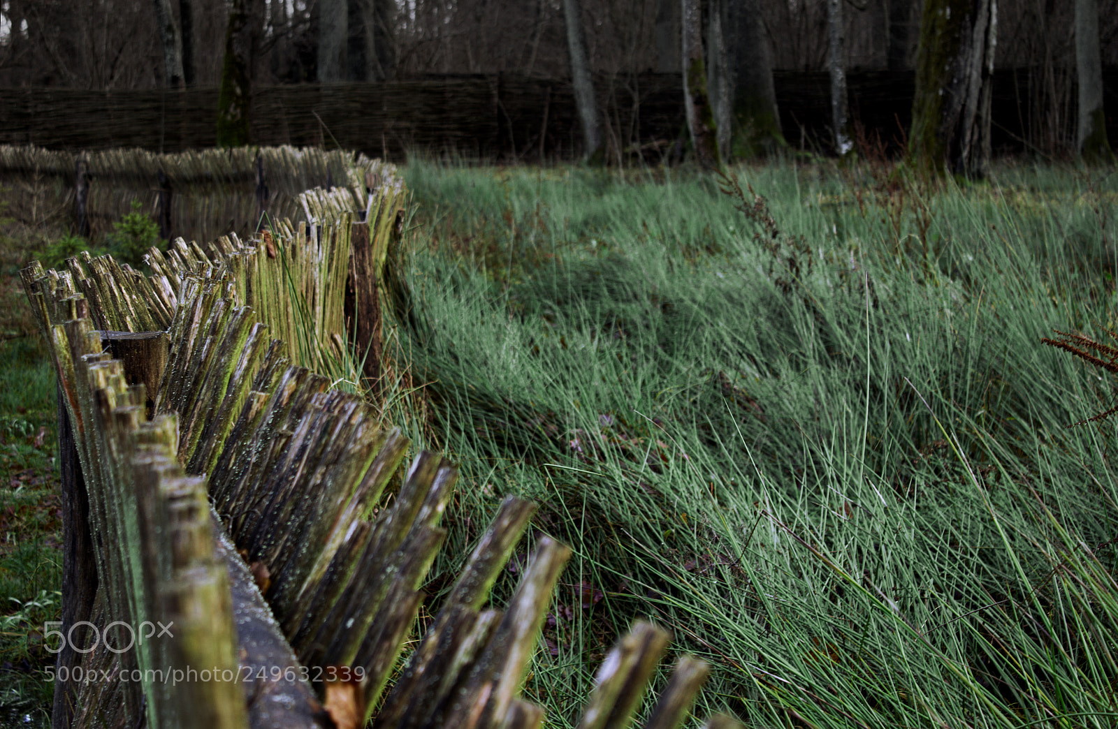 Canon EOS 600D (Rebel EOS T3i / EOS Kiss X5) sample photo. Winter grass photography