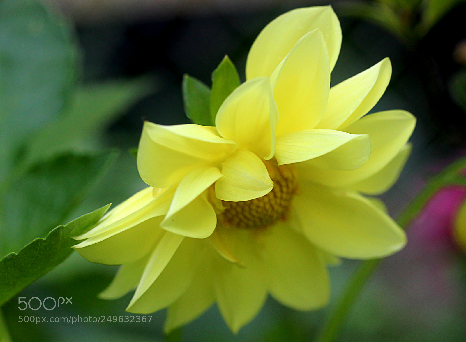 Canon EOS 650D (EOS Rebel T4i / EOS Kiss X6i) sample photo. Dahlia 12 photography