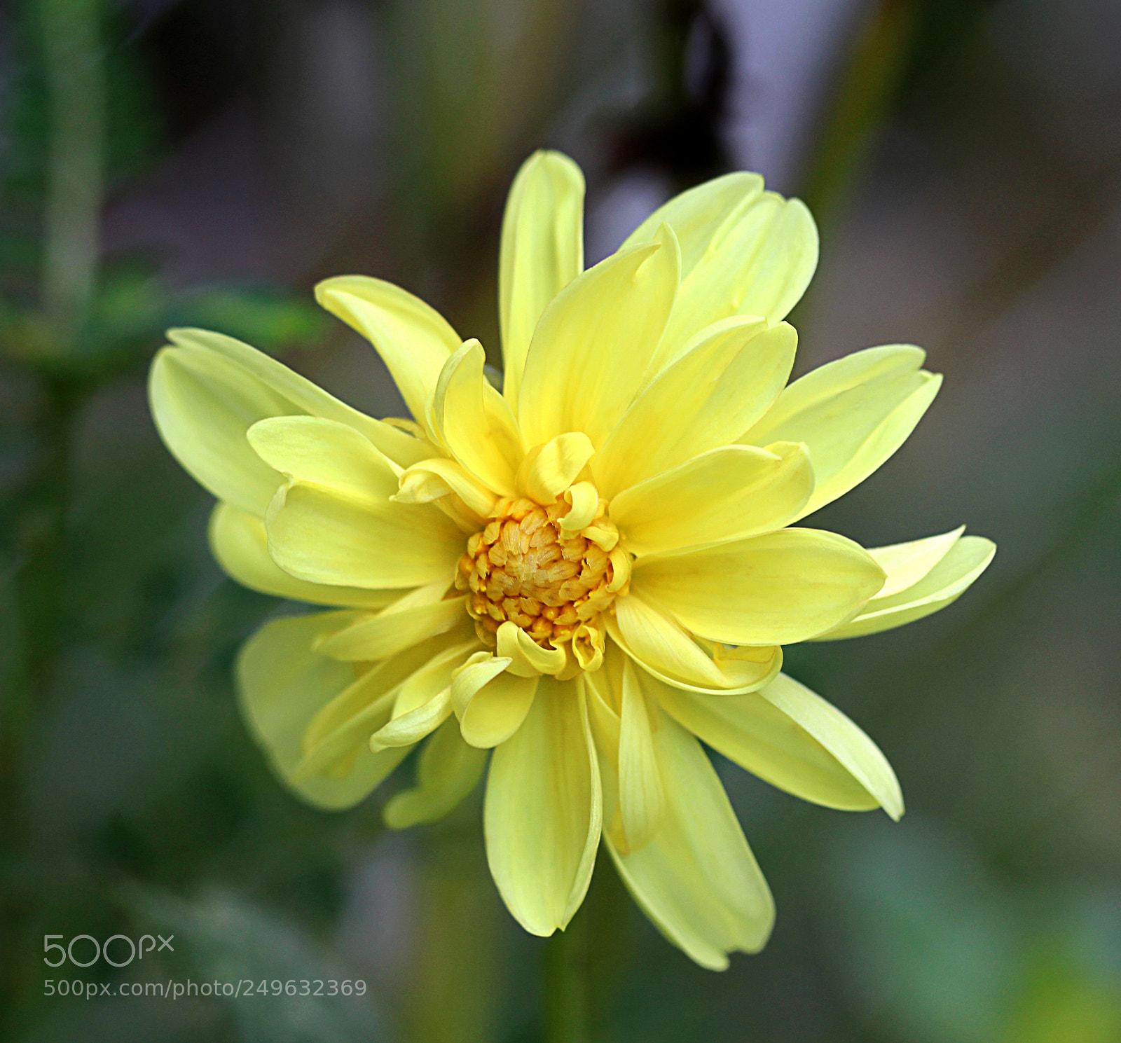 Canon EOS 650D (EOS Rebel T4i / EOS Kiss X6i) sample photo. Dahlia 14 photography