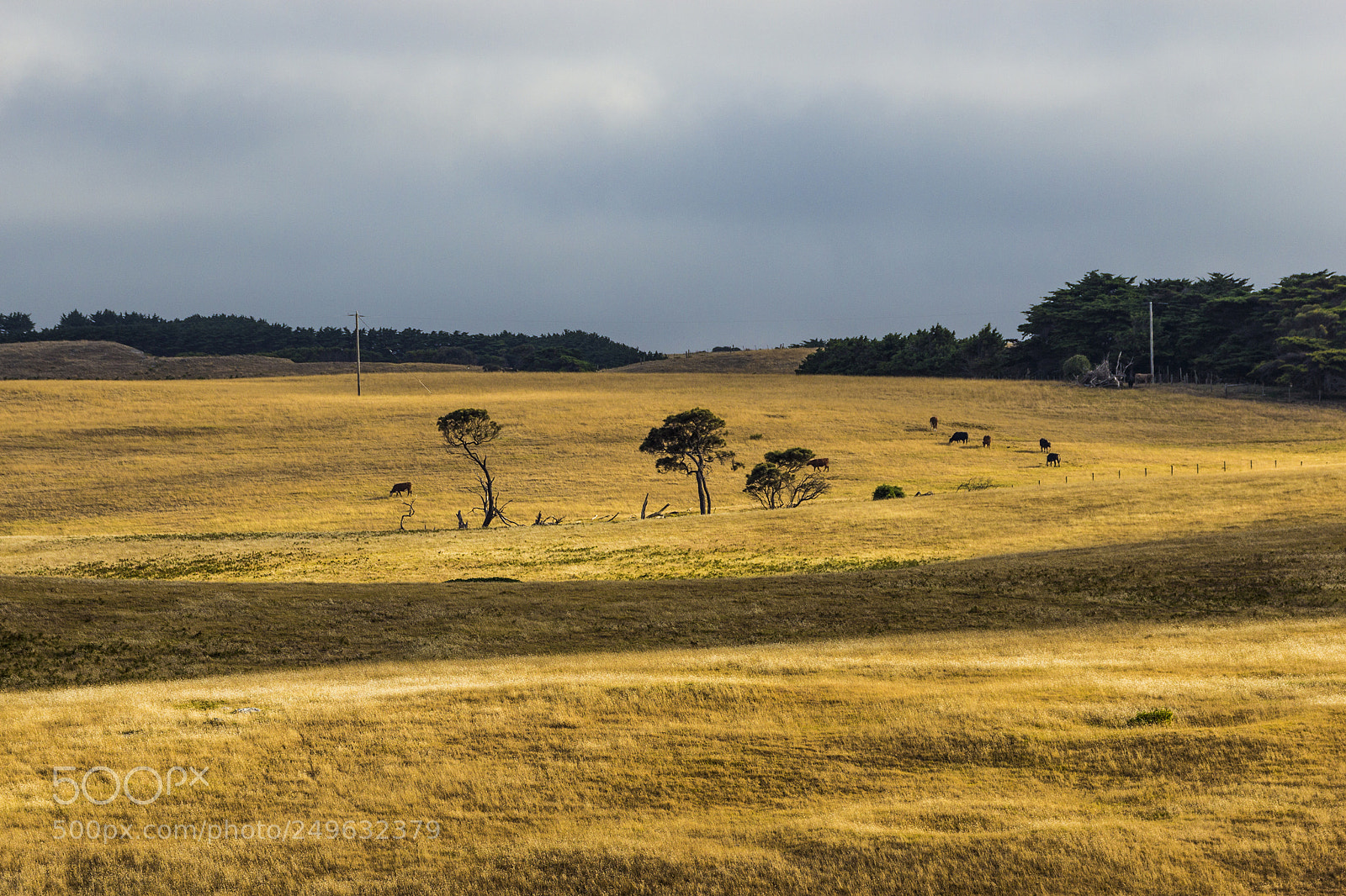 Canon EOS 600D (Rebel EOS T3i / EOS Kiss X5) sample photo. Golden land photography