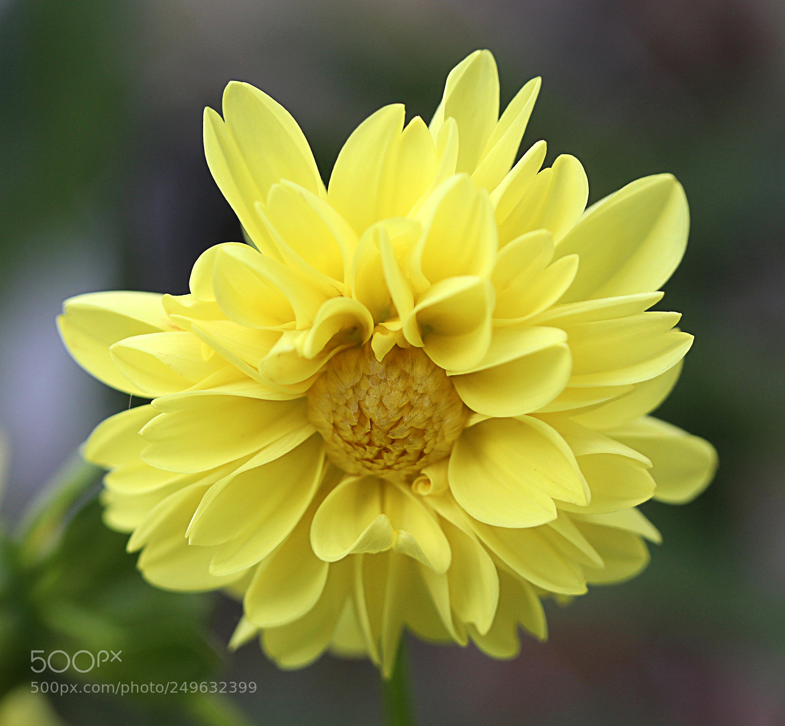 Canon EOS 650D (EOS Rebel T4i / EOS Kiss X6i) sample photo. Dahlia 13 photography