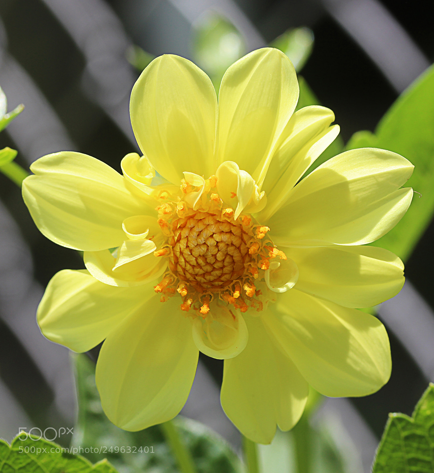 Canon EOS 650D (EOS Rebel T4i / EOS Kiss X6i) sample photo. Dahlia 16 photography
