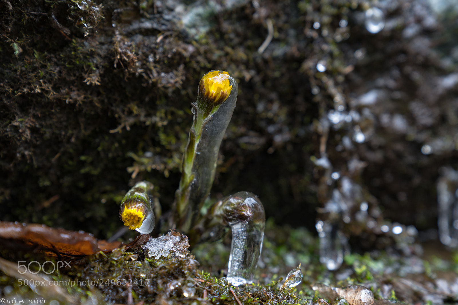 Sony a7R III sample photo. Frozen spring photography