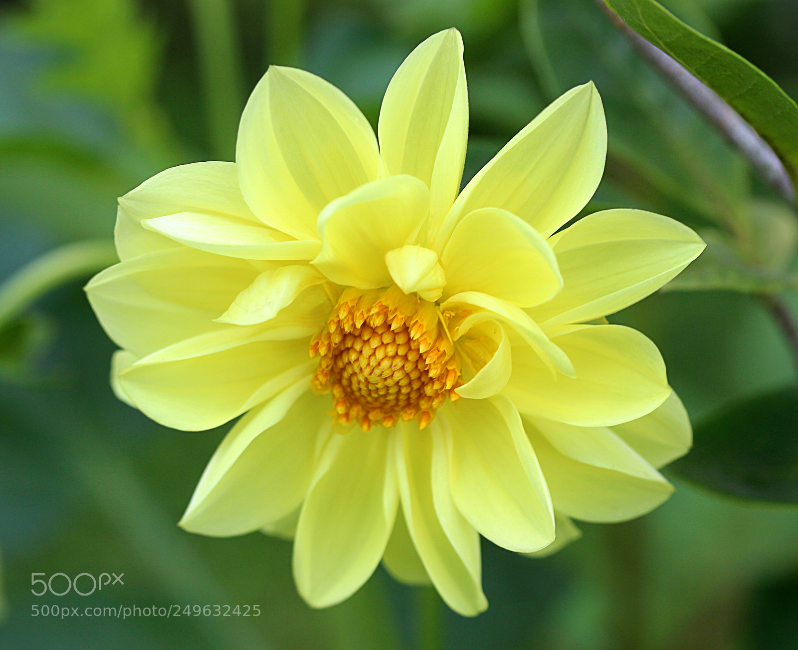 Canon EOS 650D (EOS Rebel T4i / EOS Kiss X6i) sample photo. Dahlia 17 photography