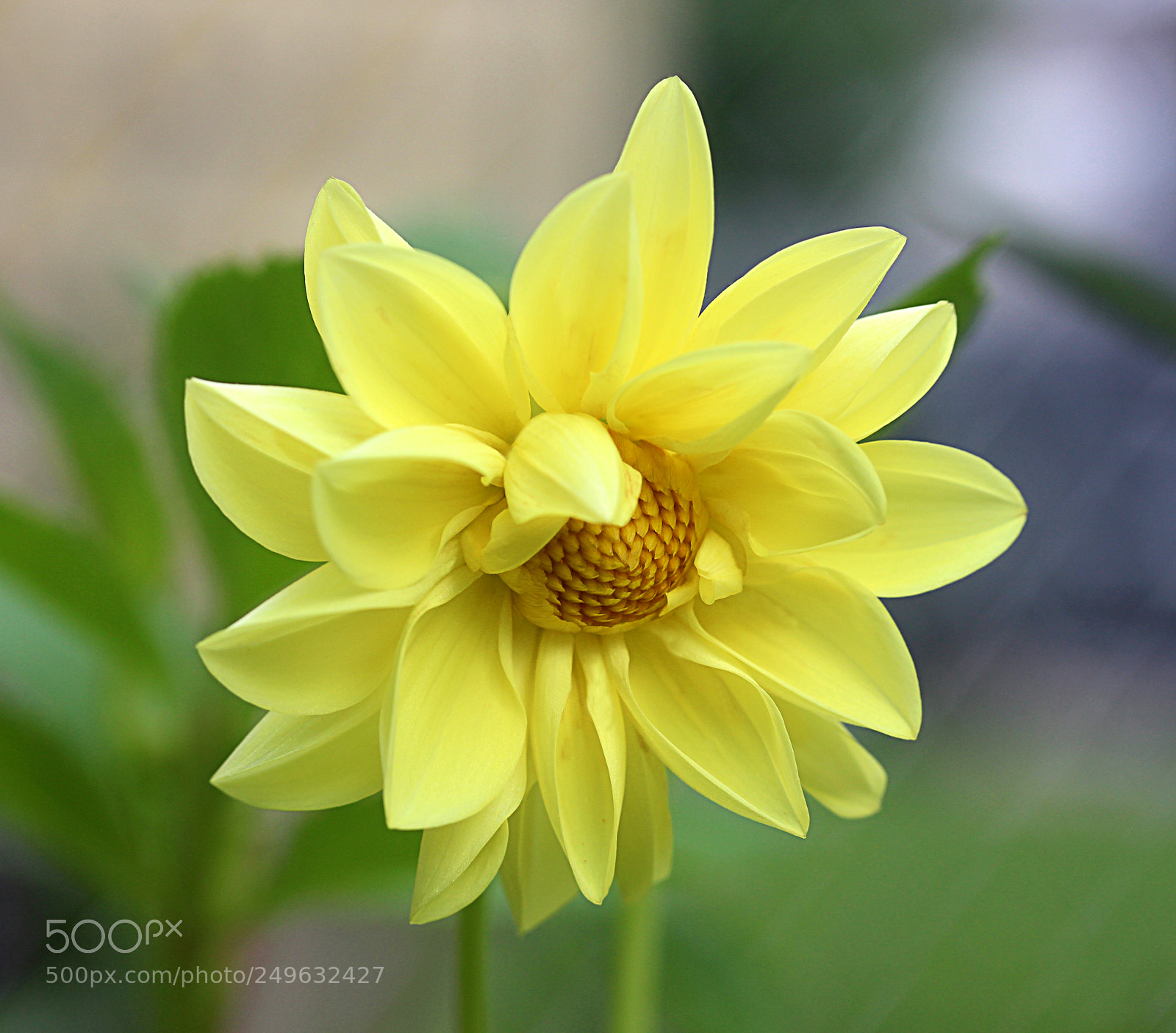 Canon EOS 650D (EOS Rebel T4i / EOS Kiss X6i) sample photo. Dahlia 18 photography