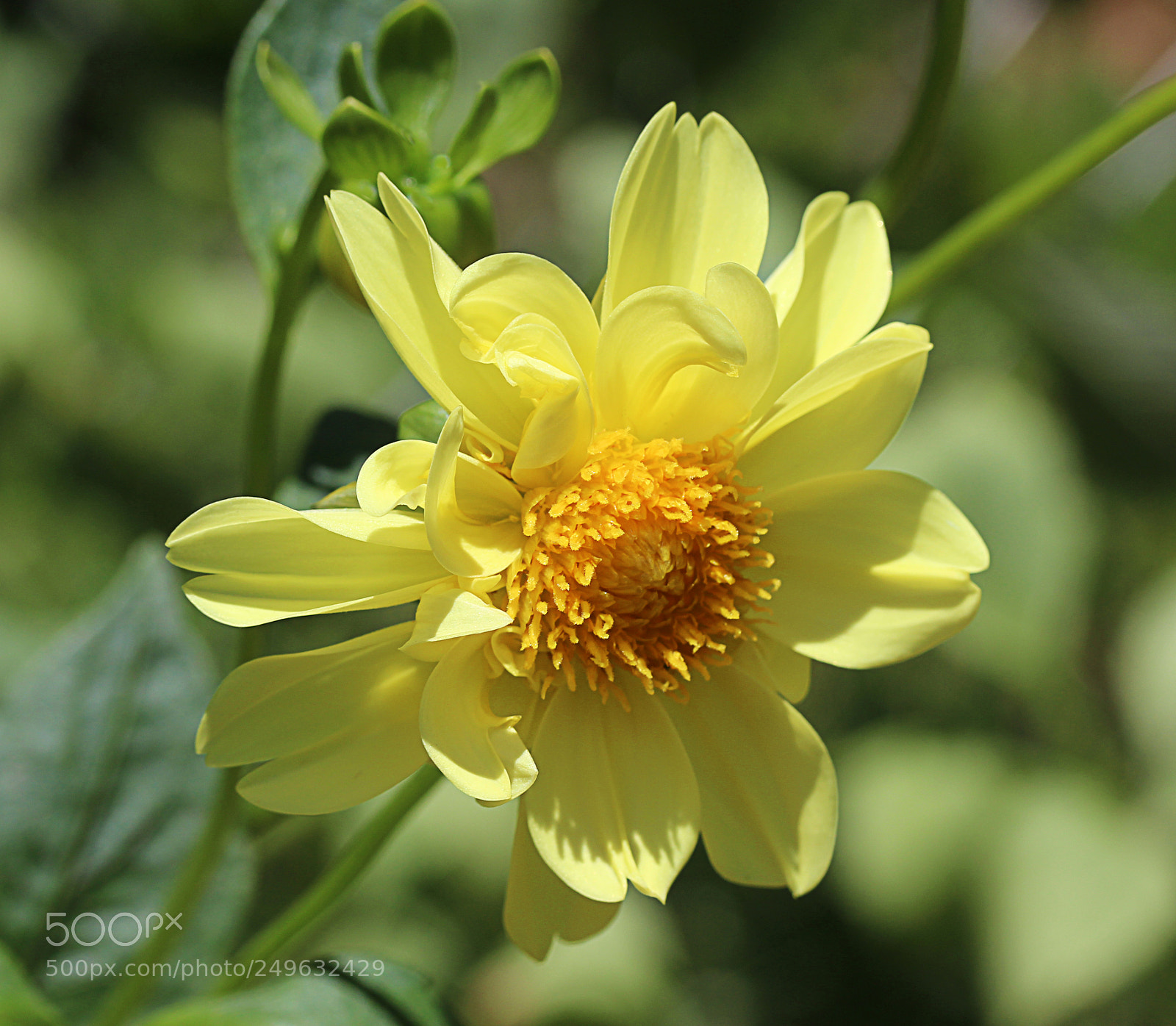 Canon EOS 650D (EOS Rebel T4i / EOS Kiss X6i) sample photo. Dahlia 19 photography