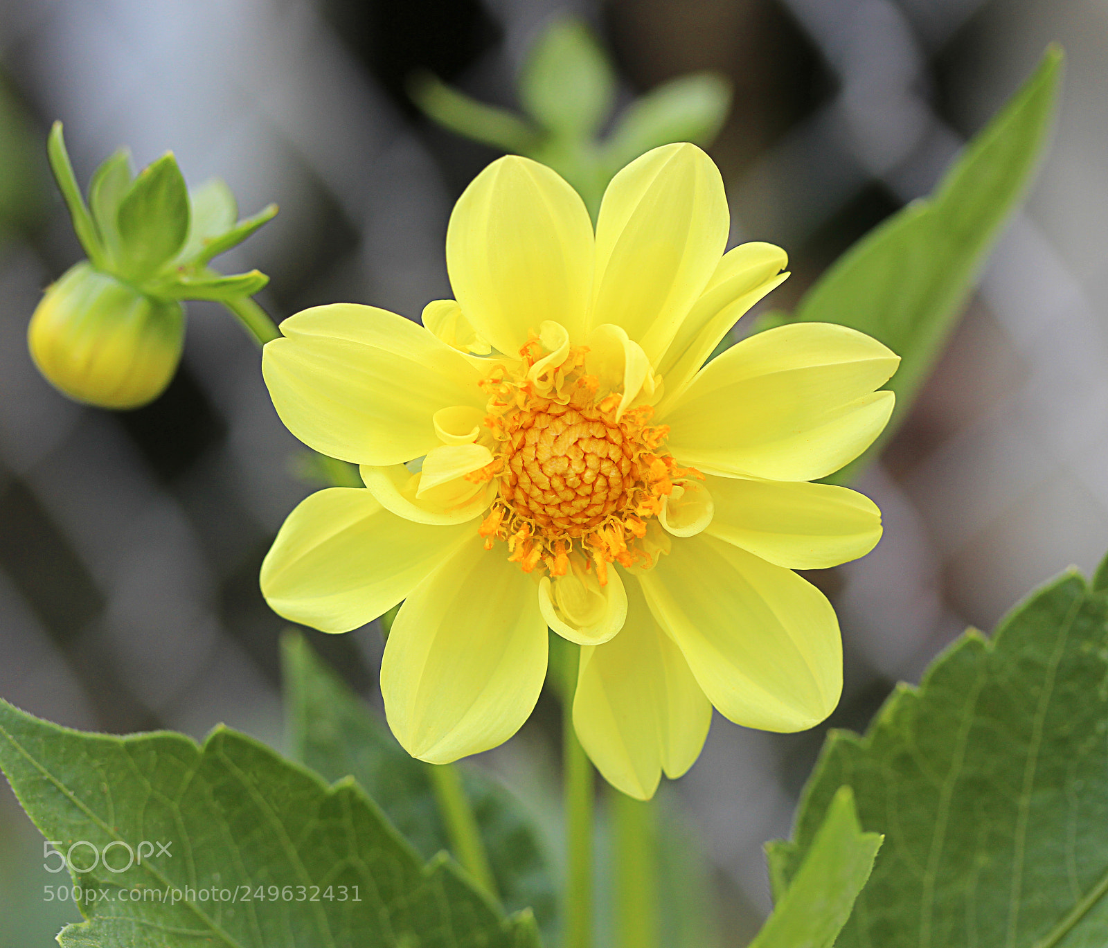 Canon EOS 650D (EOS Rebel T4i / EOS Kiss X6i) sample photo. Dahlia 20 photography