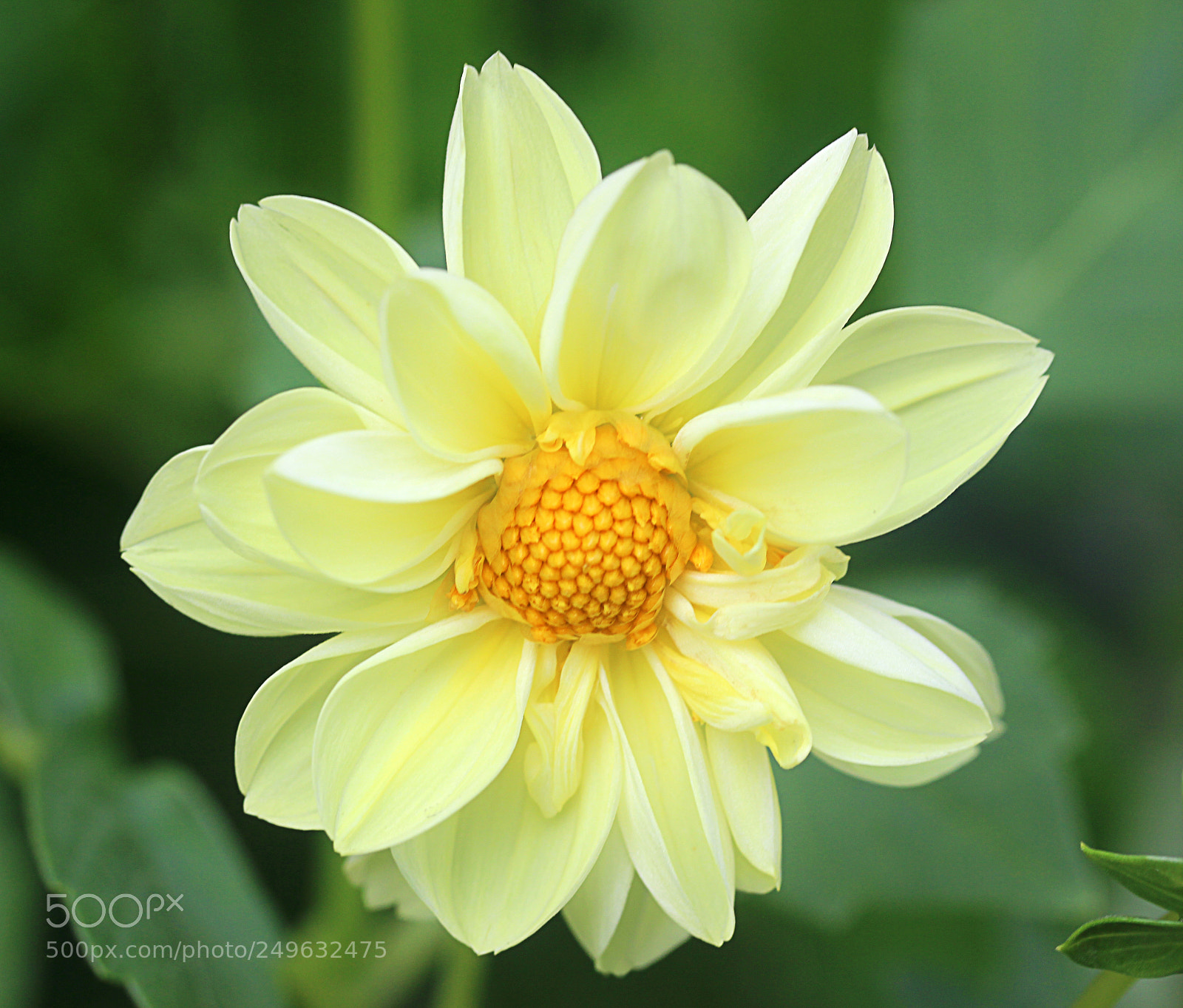 Canon EOS 650D (EOS Rebel T4i / EOS Kiss X6i) sample photo. Dahlia 21 photography
