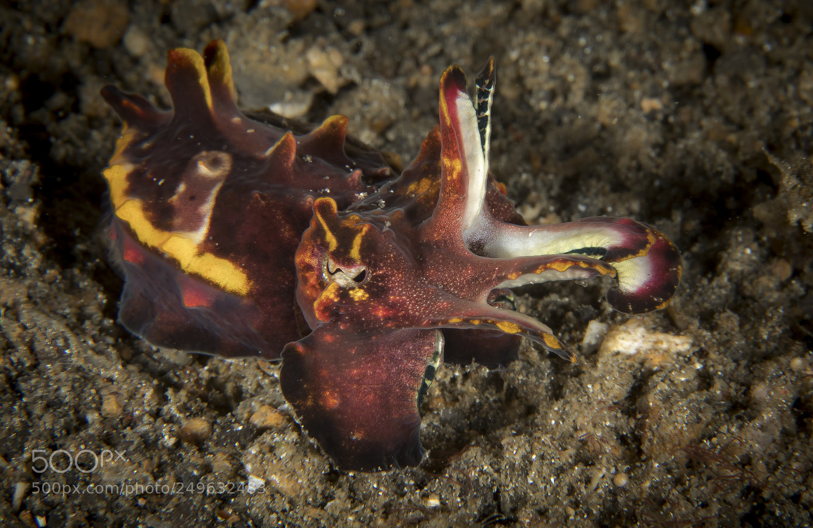 Canon EOS 5D Mark IV sample photo. Flamboyant cuttlefish photography