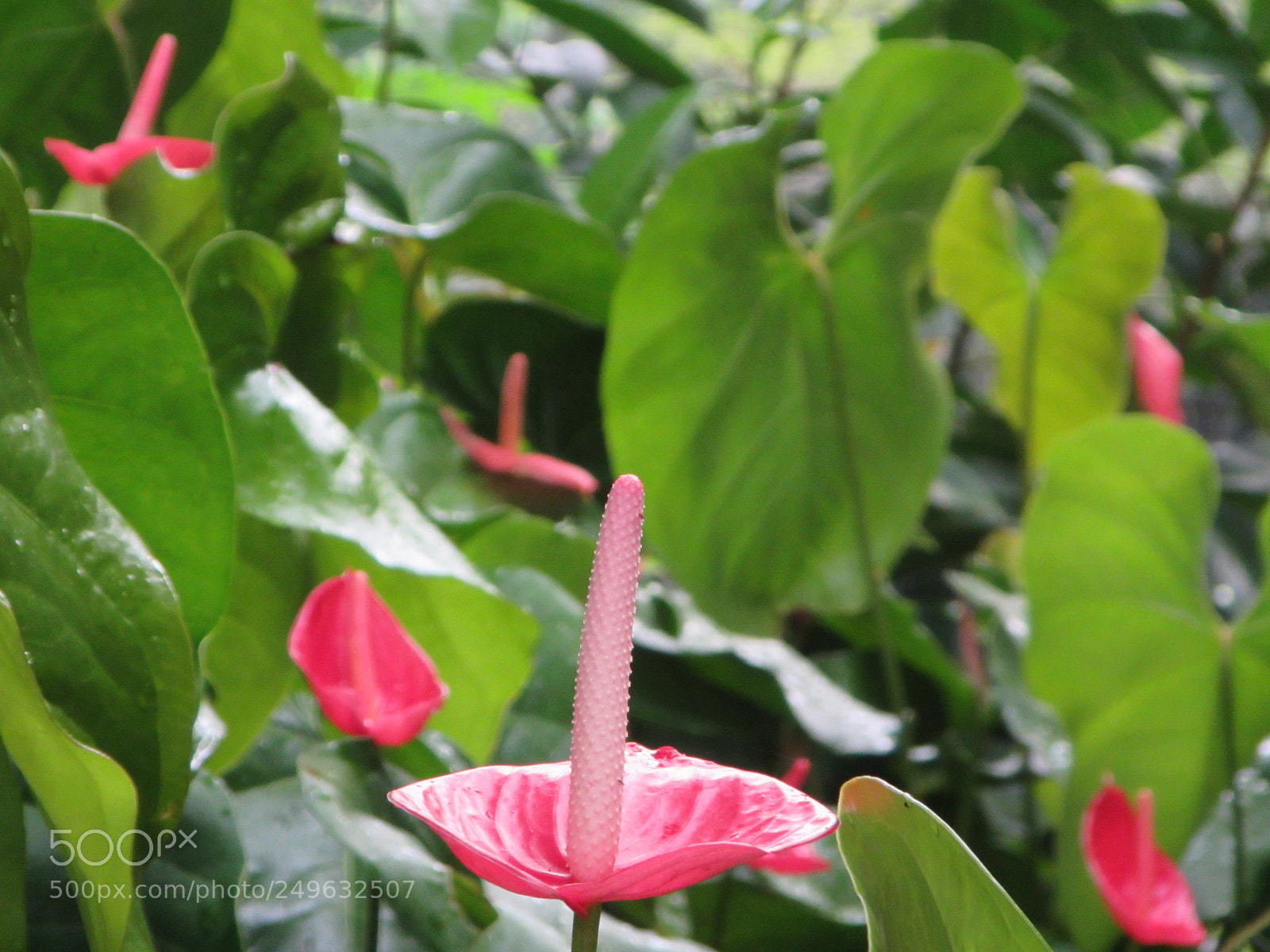 Canon PowerShot D30 sample photo. Copia photography