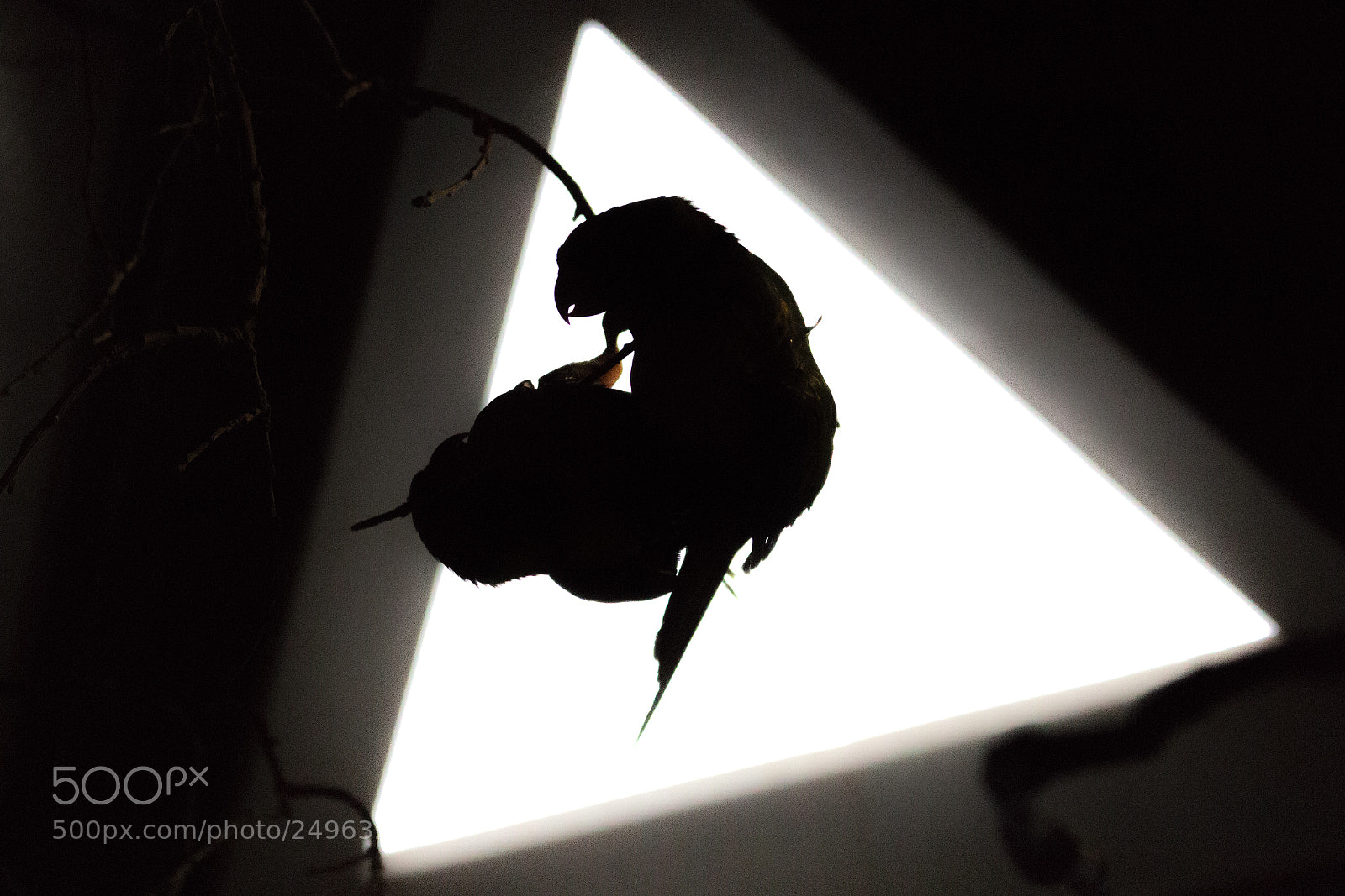 Canon EOS 700D (EOS Rebel T5i / EOS Kiss X7i) sample photo. Parrot silhouettes photography