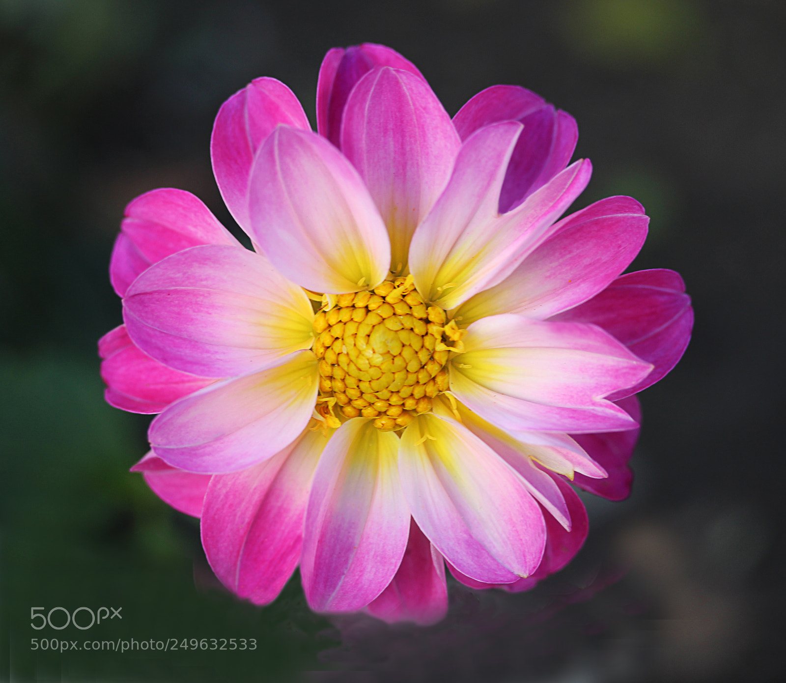 Canon EOS 650D (EOS Rebel T4i / EOS Kiss X6i) sample photo. Dahlia 22 photography