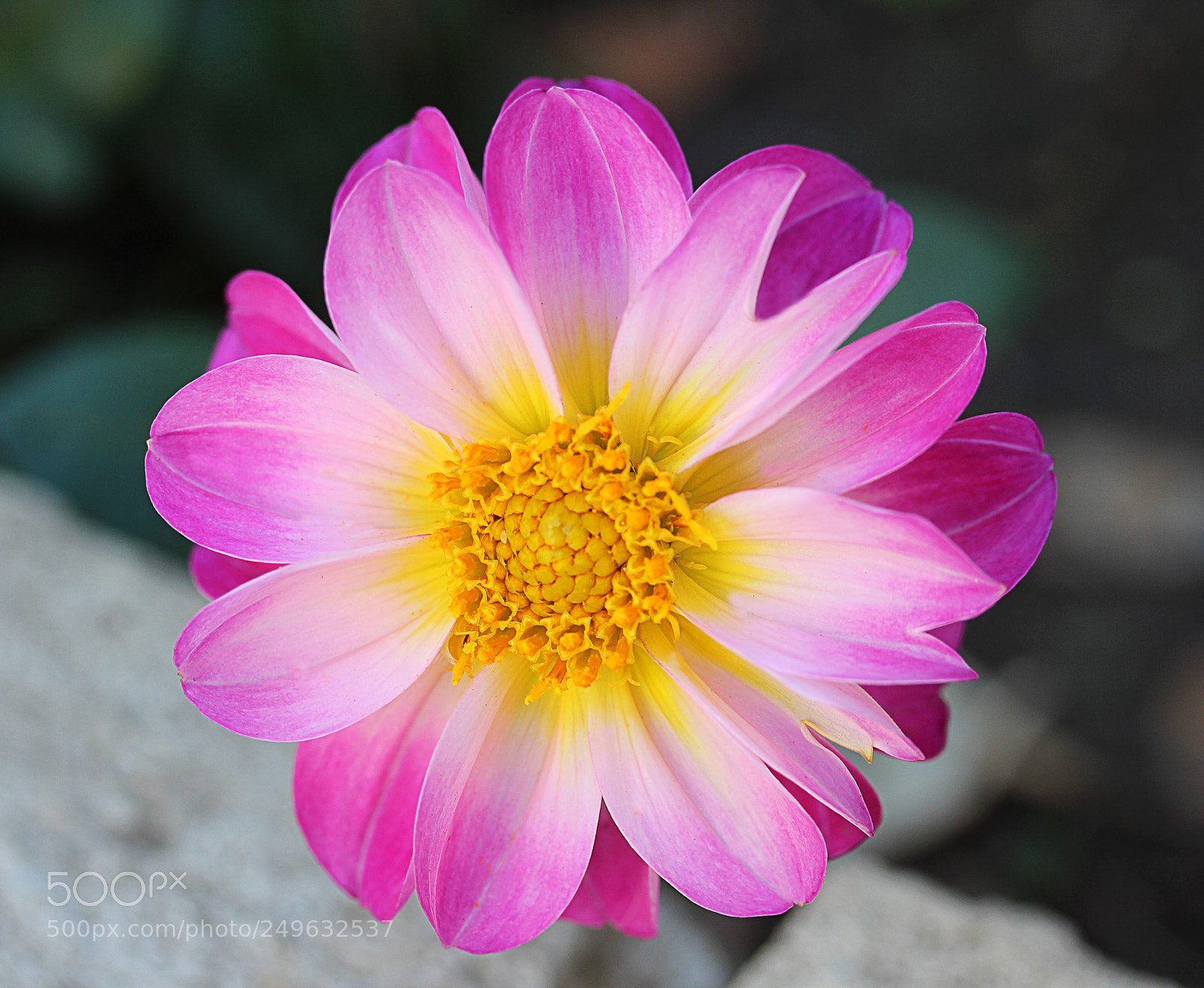 Canon EOS 650D (EOS Rebel T4i / EOS Kiss X6i) sample photo. Dahlia 23 photography