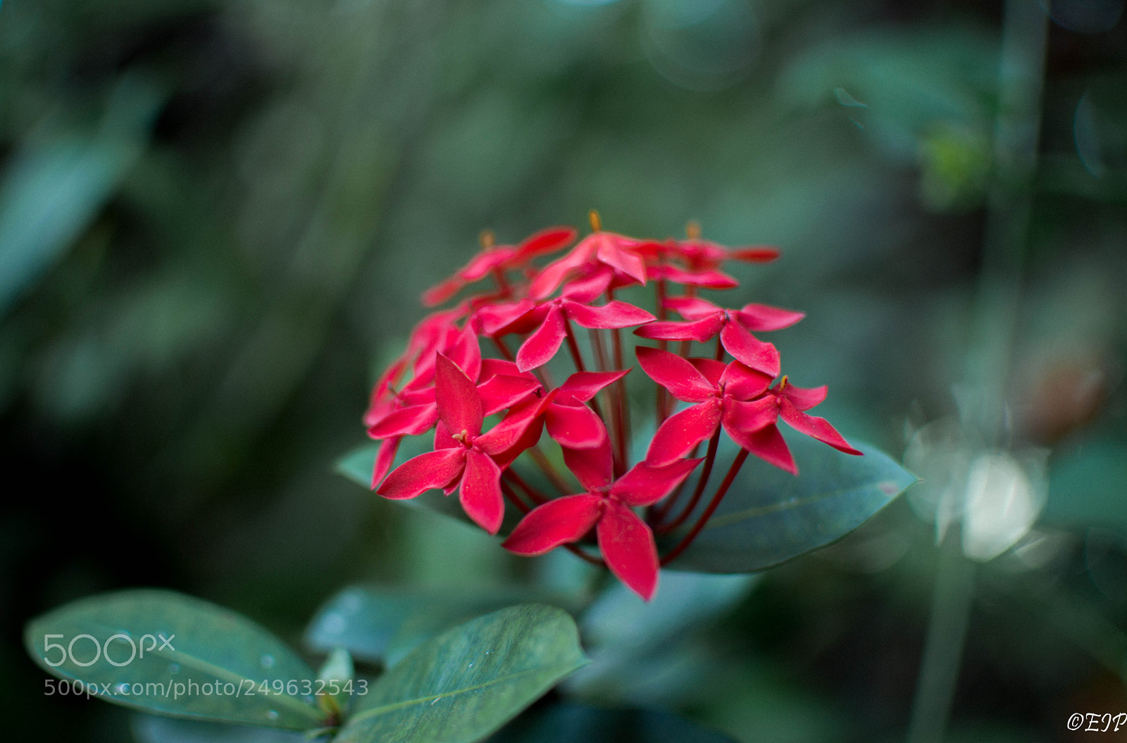 Nikon D3200 sample photo. Botanical garden i photography