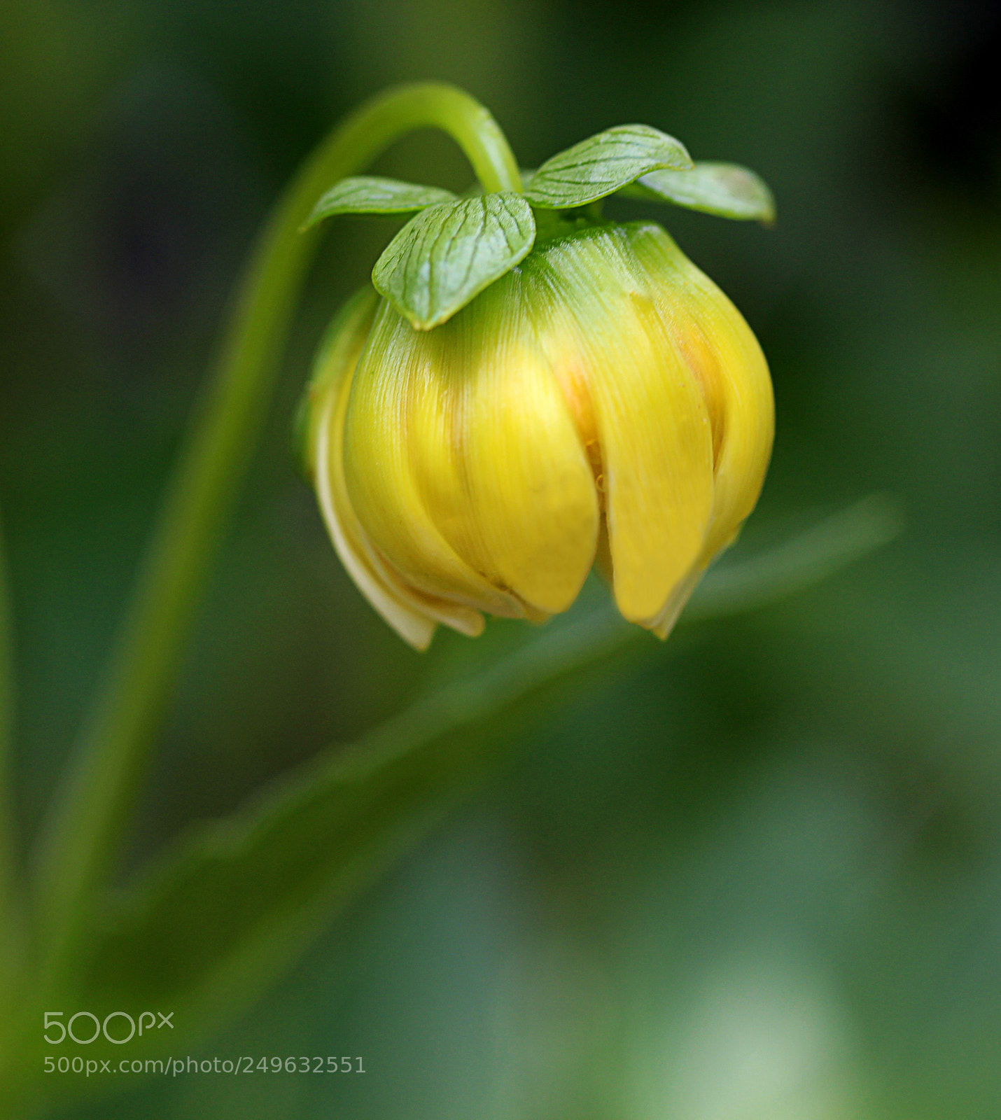 Canon EOS 650D (EOS Rebel T4i / EOS Kiss X6i) sample photo. Dahlia bud 24 photography