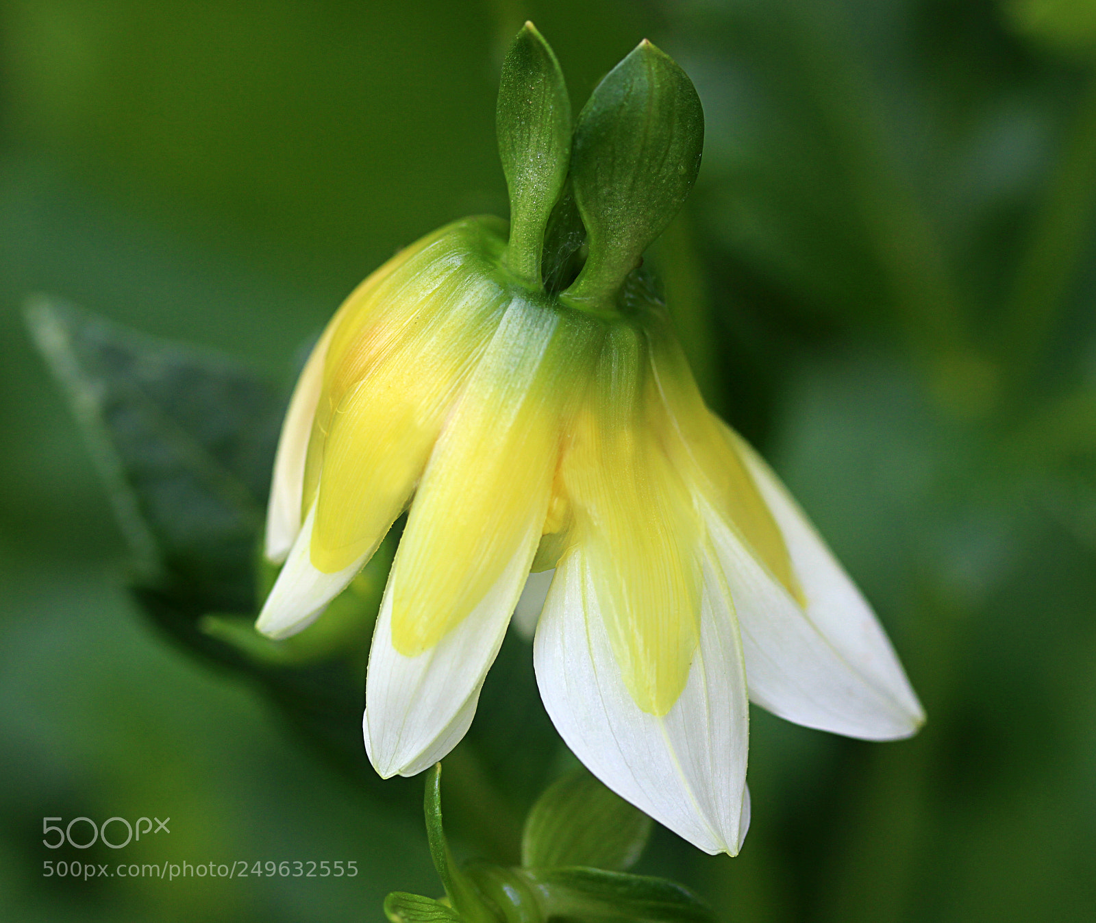 Canon EOS 650D (EOS Rebel T4i / EOS Kiss X6i) sample photo. Dahlia 26 photography