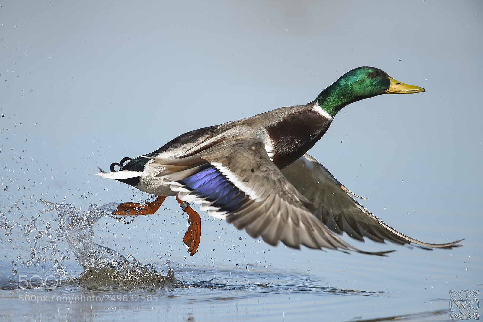 Nikon D4S sample photo. Anas platyrhynchos, germano reale,canard photography