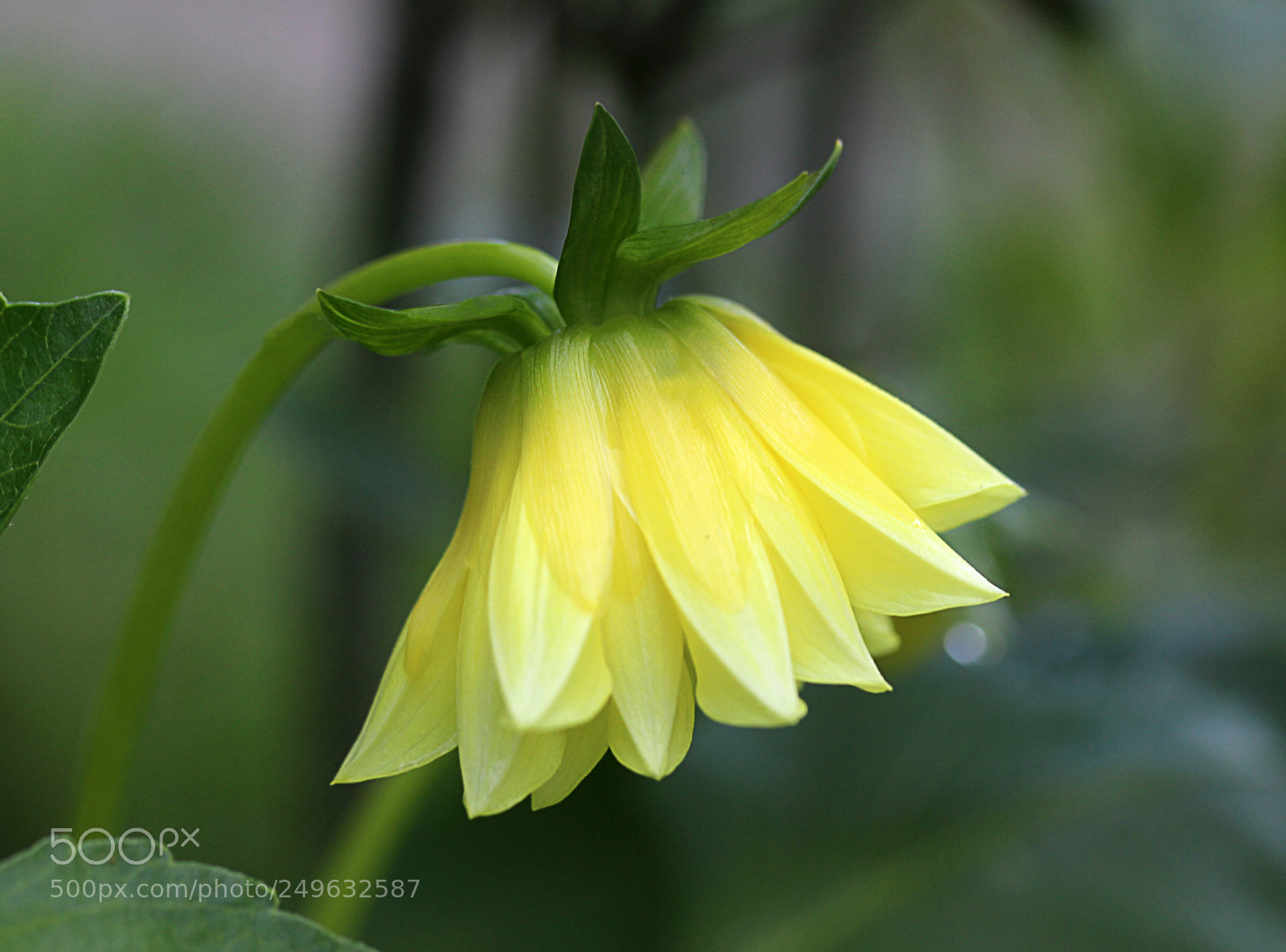 Canon EOS 650D (EOS Rebel T4i / EOS Kiss X6i) sample photo. Dahlia 27 photography