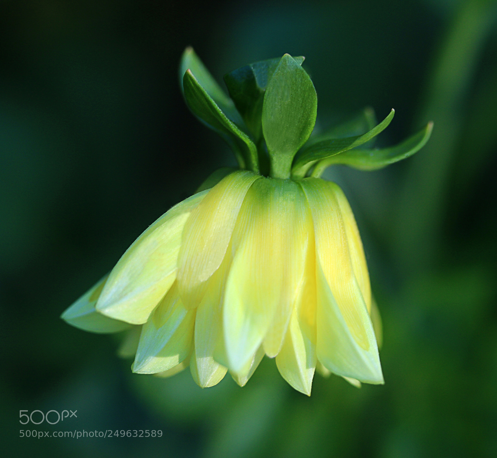 Canon EOS 650D (EOS Rebel T4i / EOS Kiss X6i) sample photo. Dahlia 28 photography