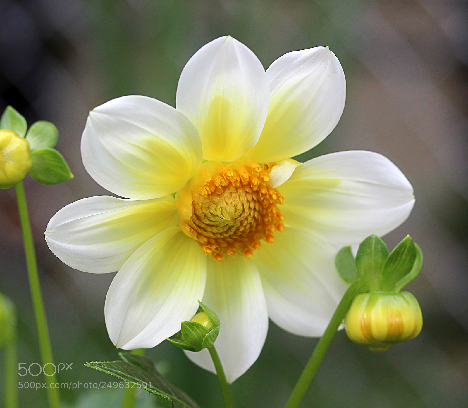 Canon EOS 650D (EOS Rebel T4i / EOS Kiss X6i) sample photo. Dahlia 29 photography