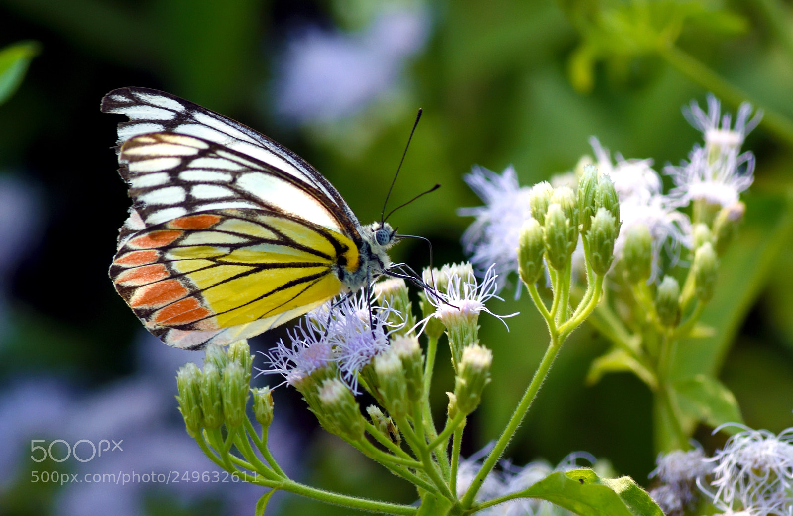 Nikon D7200 sample photo. Jezebel on thistle photography