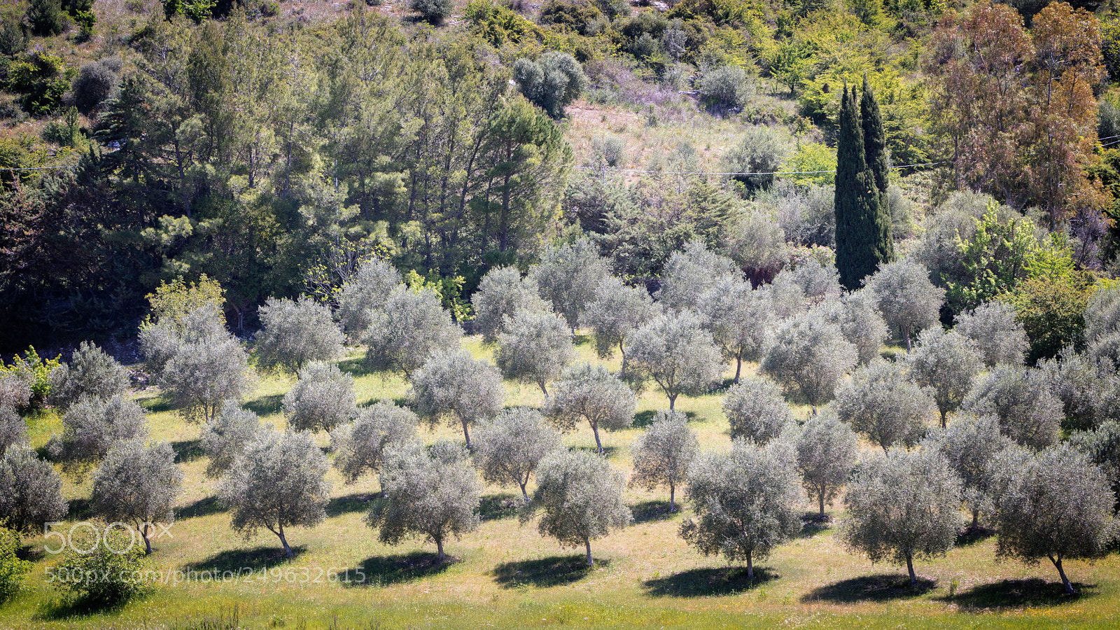 Canon EOS 5DS R sample photo. Olive trees photography