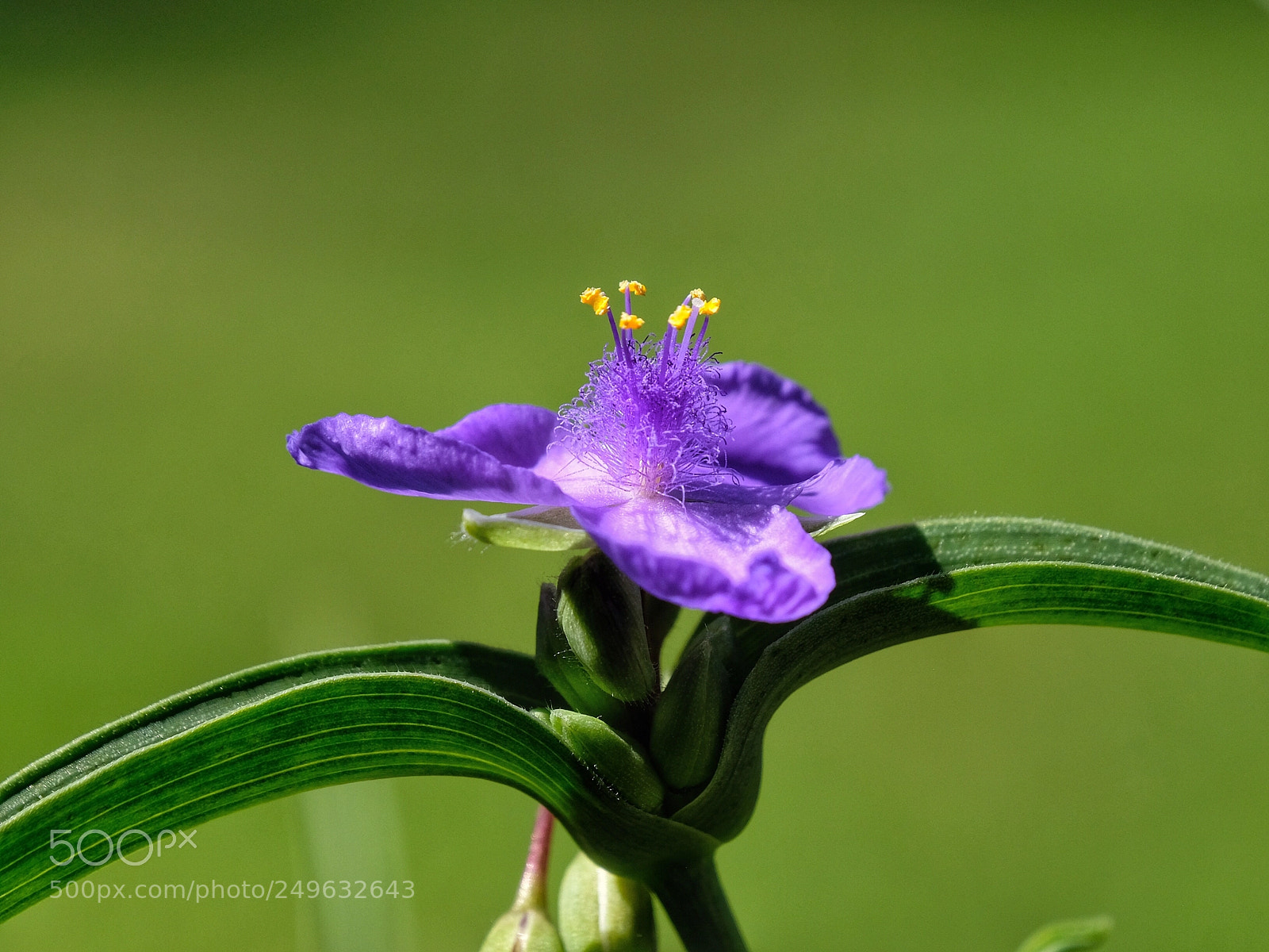 Fujifilm X-T20 sample photo. A beauty of nature photography