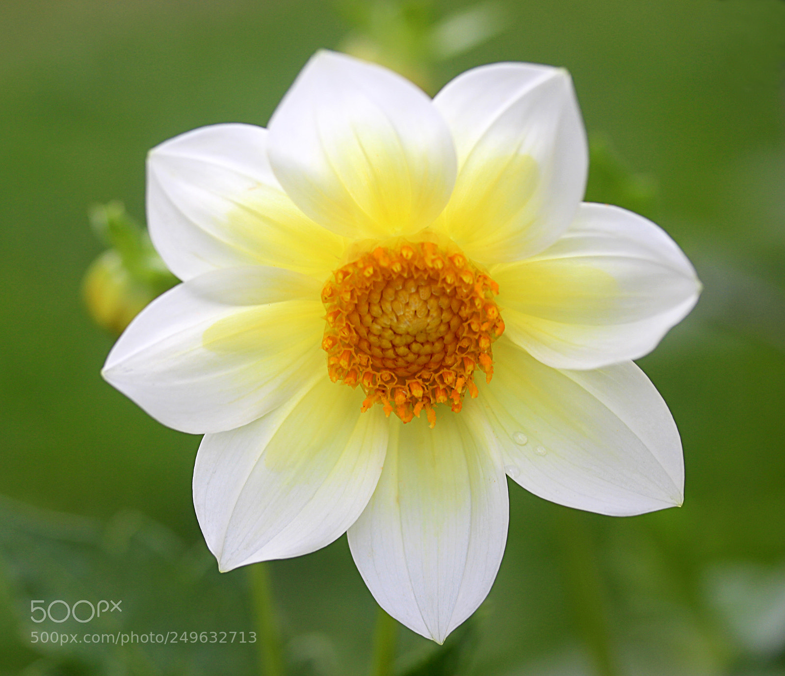 Canon EOS 650D (EOS Rebel T4i / EOS Kiss X6i) sample photo. Dahlia 30 photography