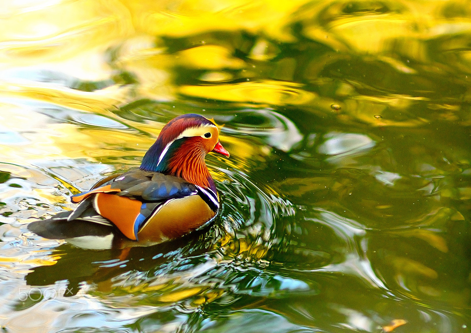 Nikon D90 + Samyang 85mm F1.4 Aspherical IF sample photo. Duckling mandarin photography