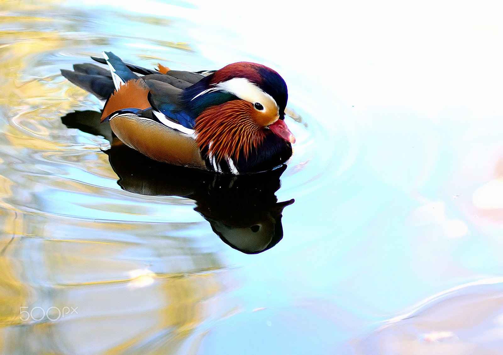 Nikon D90 + Samyang 85mm F1.4 Aspherical IF sample photo. Duckling mandarin photography