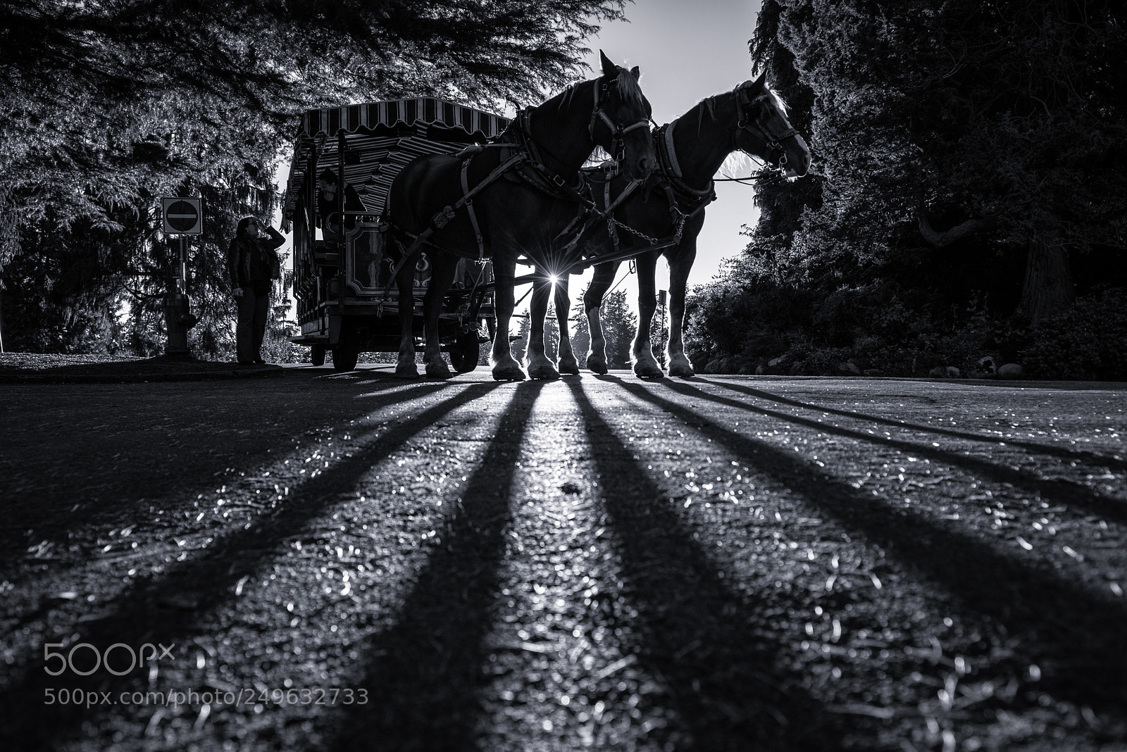 Nikon D800 sample photo. Carriage horses photography