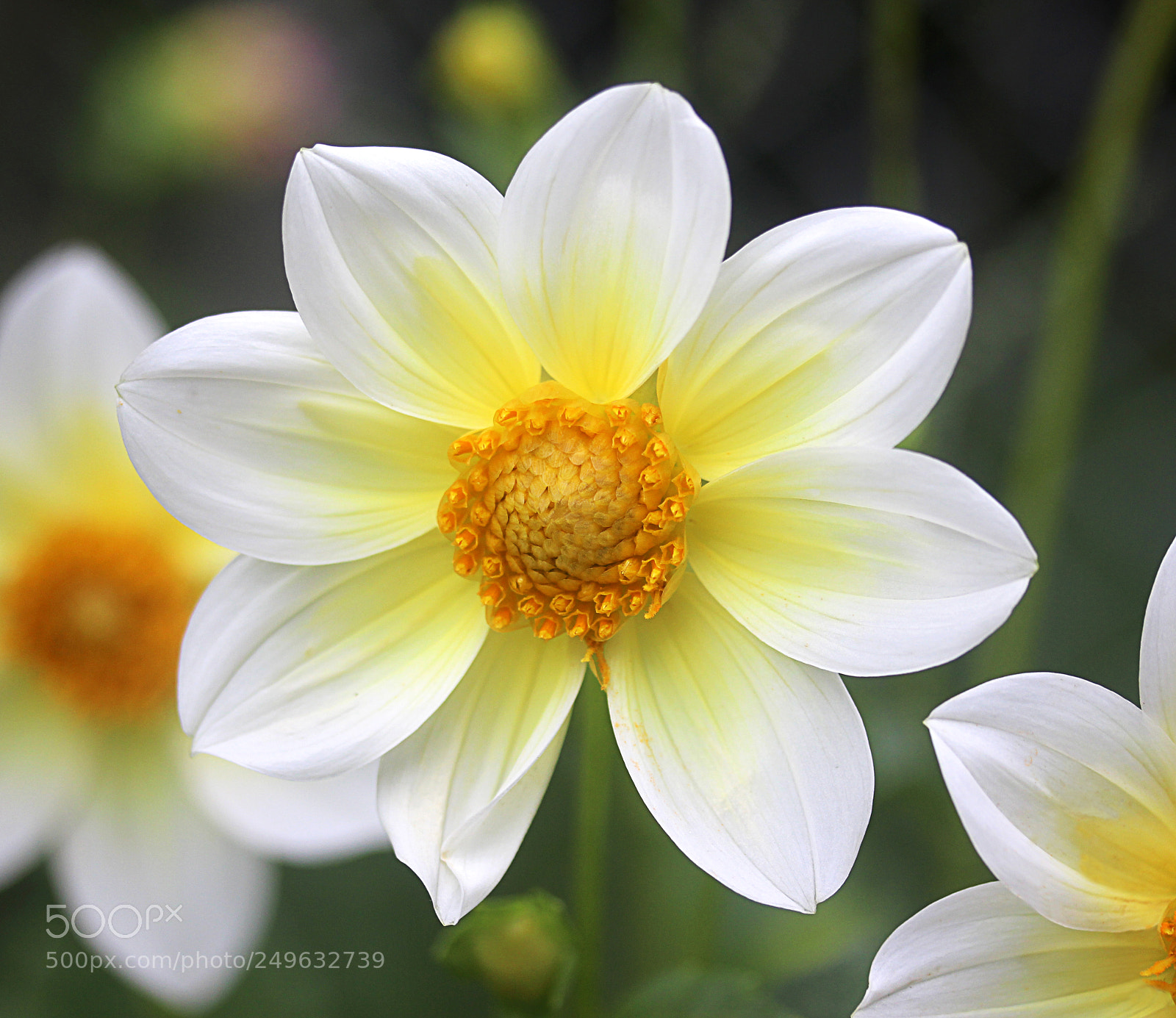 Canon EOS 650D (EOS Rebel T4i / EOS Kiss X6i) sample photo. Dahlia 31 photography
