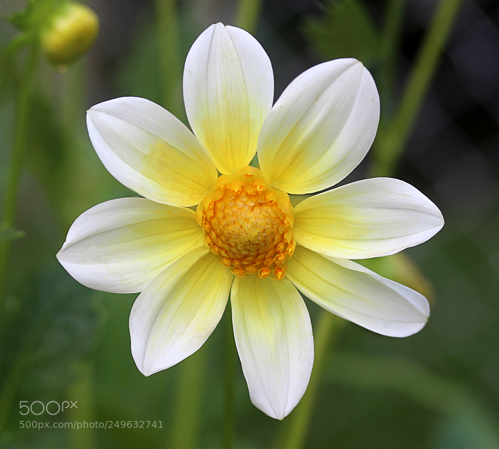 Canon EOS 650D (EOS Rebel T4i / EOS Kiss X6i) sample photo. Dahlia 32 photography