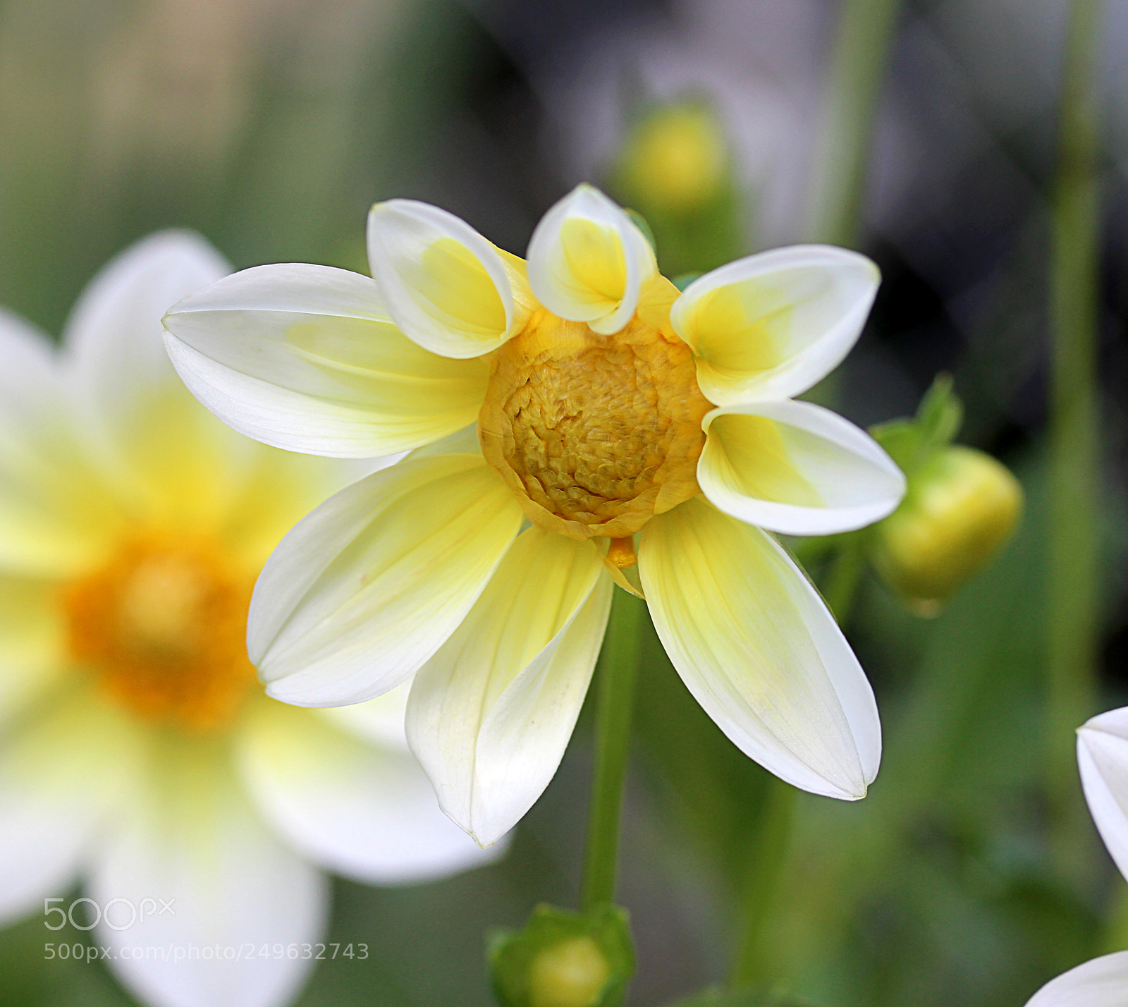 Canon EOS 650D (EOS Rebel T4i / EOS Kiss X6i) sample photo. Dahlia 33 photography