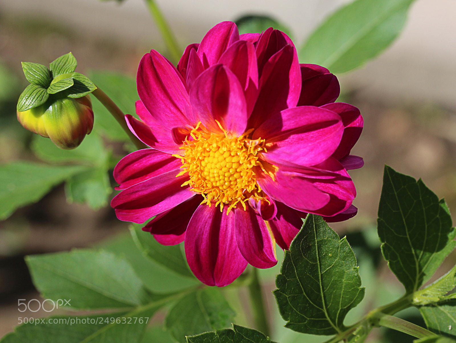 Canon EOS 650D (EOS Rebel T4i / EOS Kiss X6i) sample photo. Dahlia 34 photography