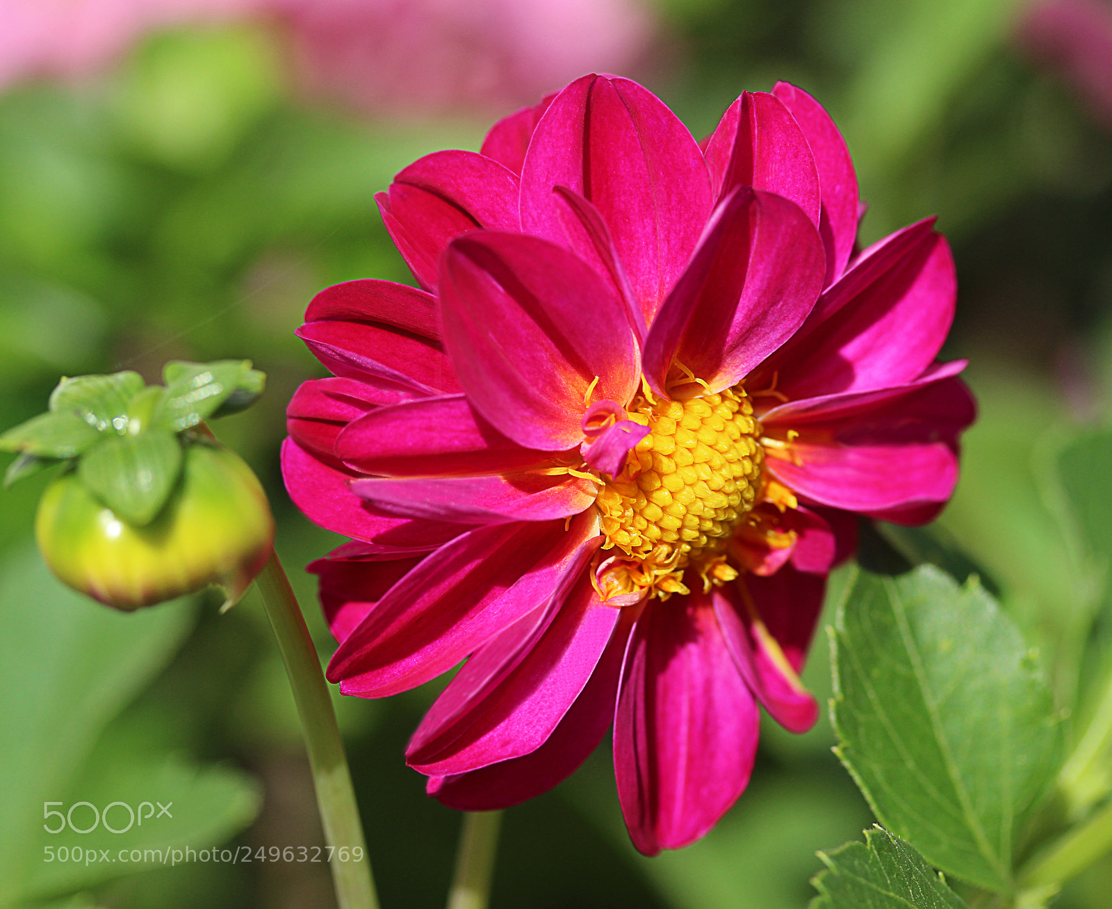 Canon EOS 650D (EOS Rebel T4i / EOS Kiss X6i) sample photo. Dahlia 35 photography