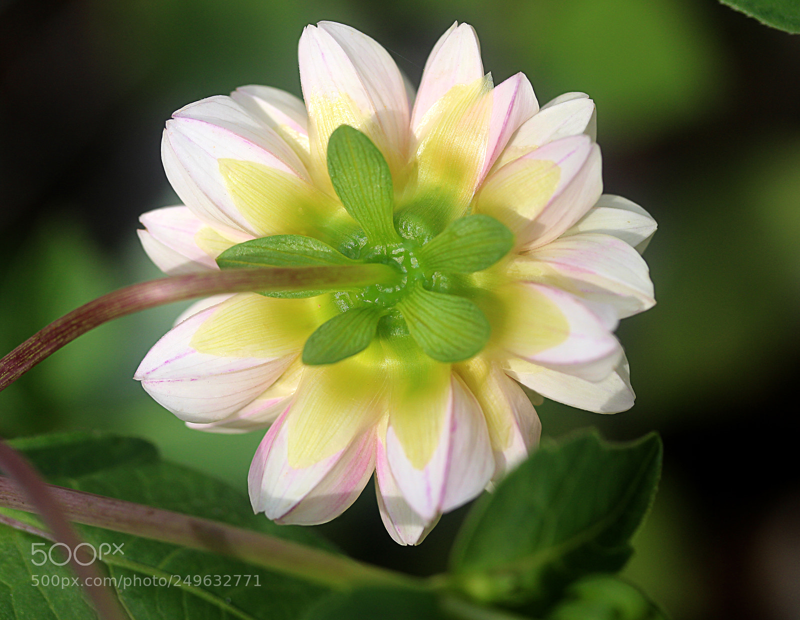 Canon EOS 650D (EOS Rebel T4i / EOS Kiss X6i) sample photo. Dahlia 36 photography